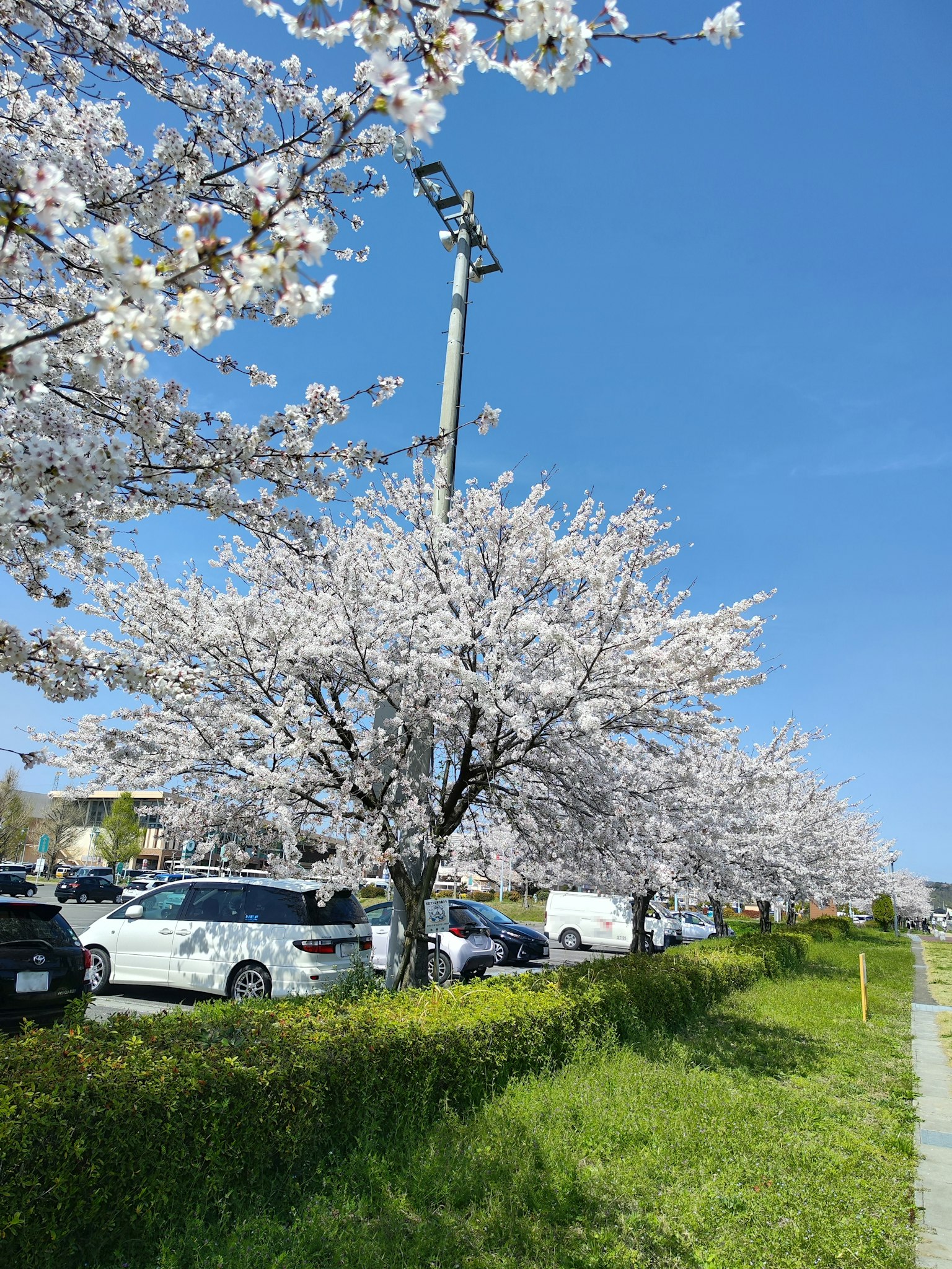 Vue pittoresque des cerisiers sous un ciel bleu