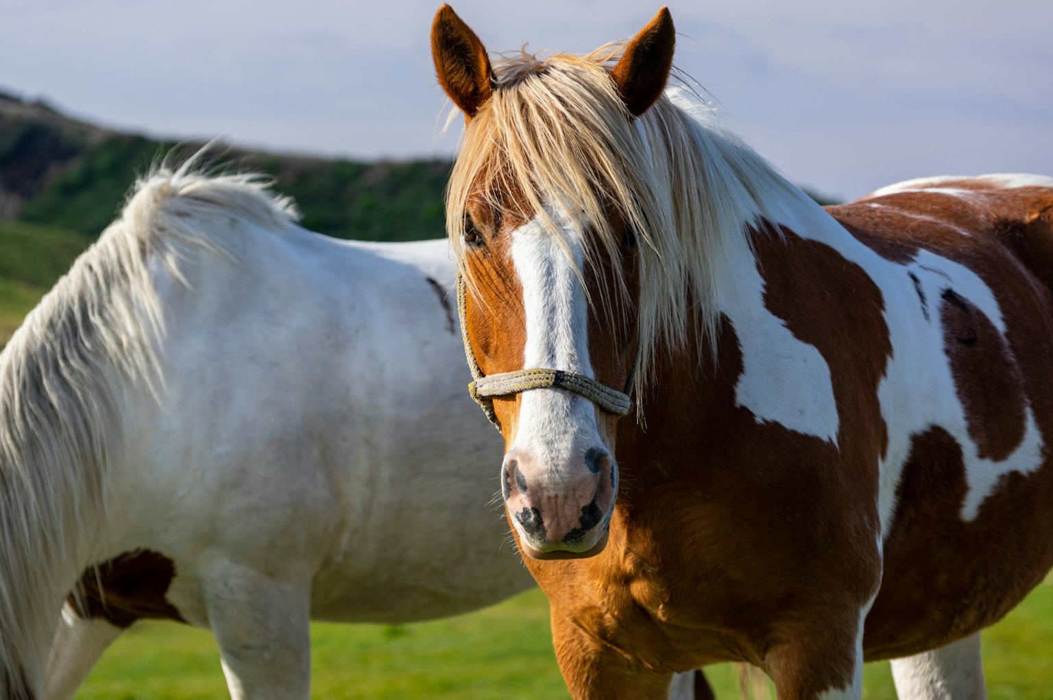 Un cavallo marrone e bianco in piedi in un campo erboso