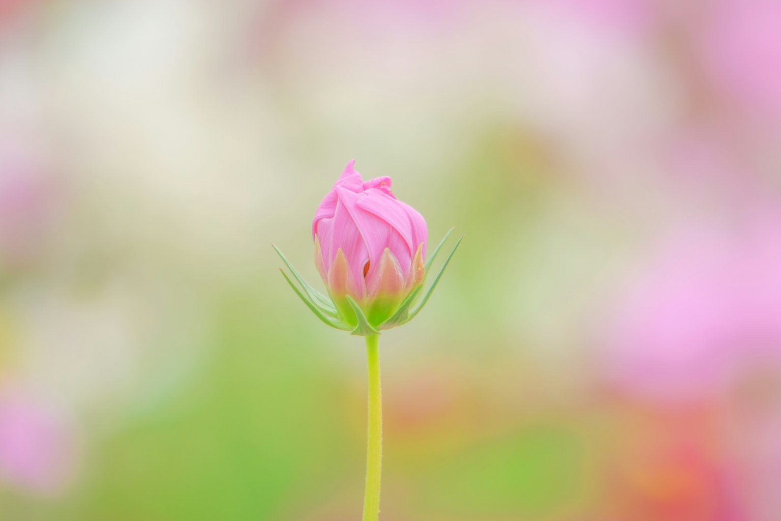 Un delicato bocciolo di fiore rosa su uno stelo verde con uno sfondo colorato sfocato