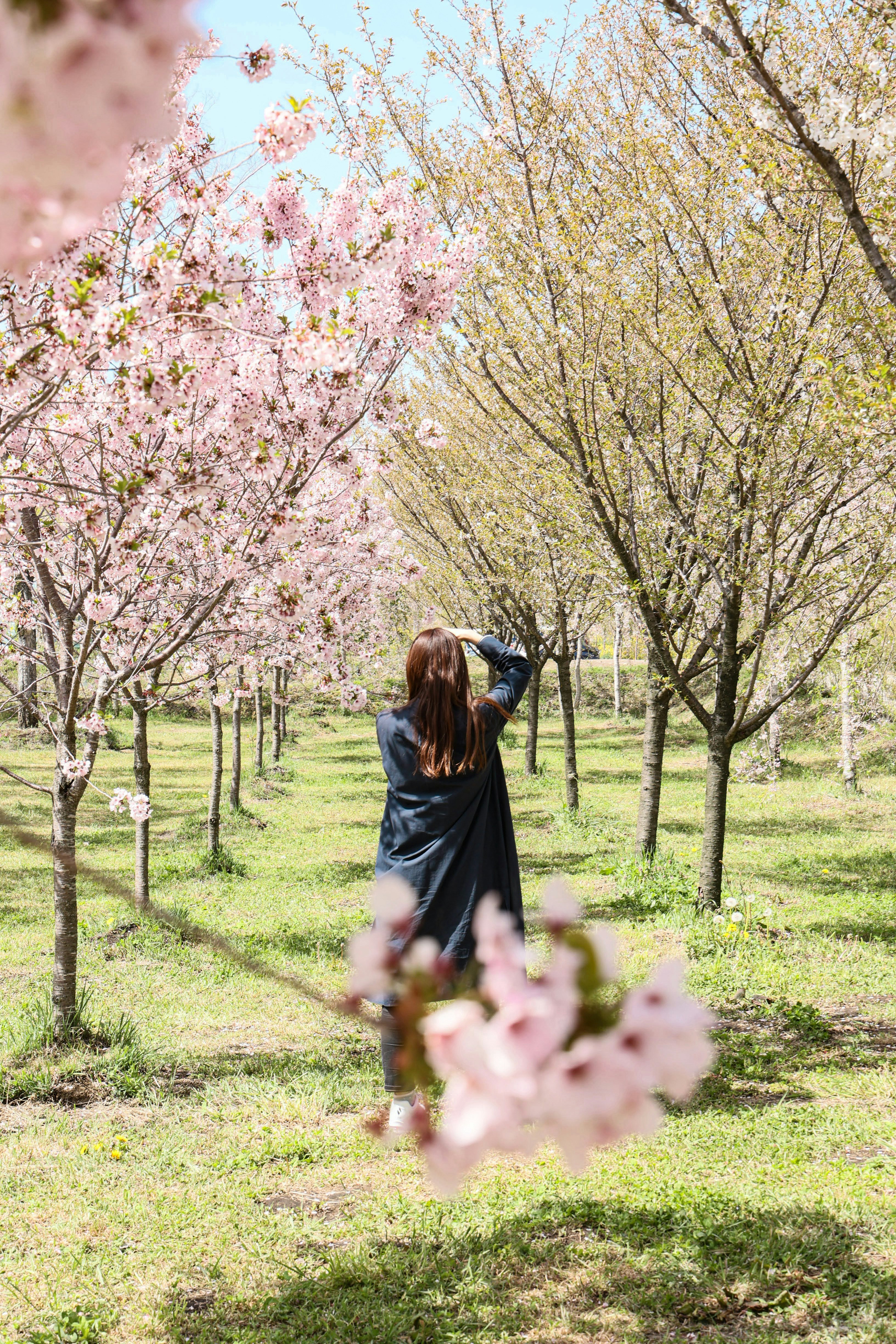 桜並木の小道で春の花を見上げる人物