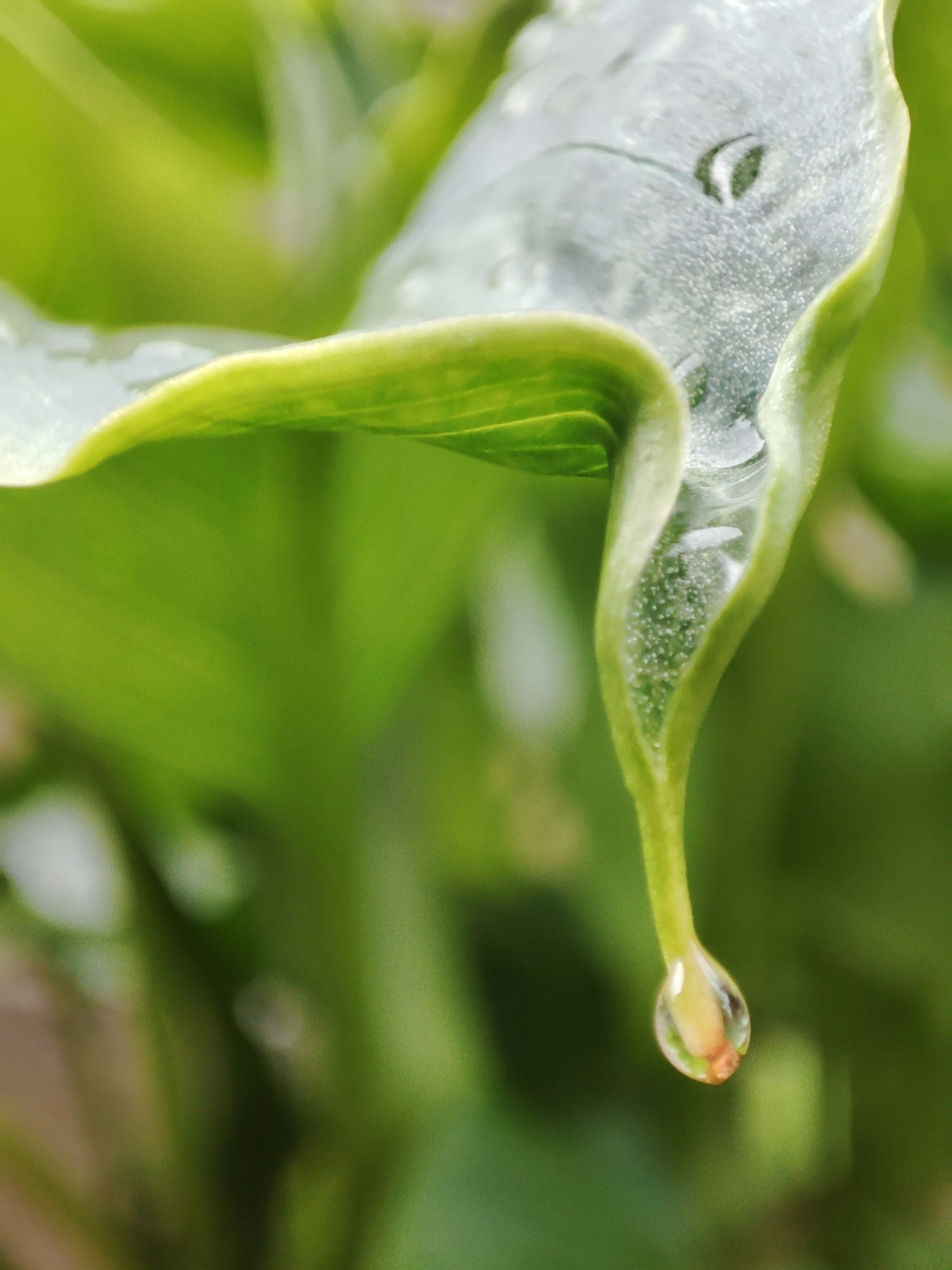 水滴が葉から垂れている緑の植物のクローズアップ