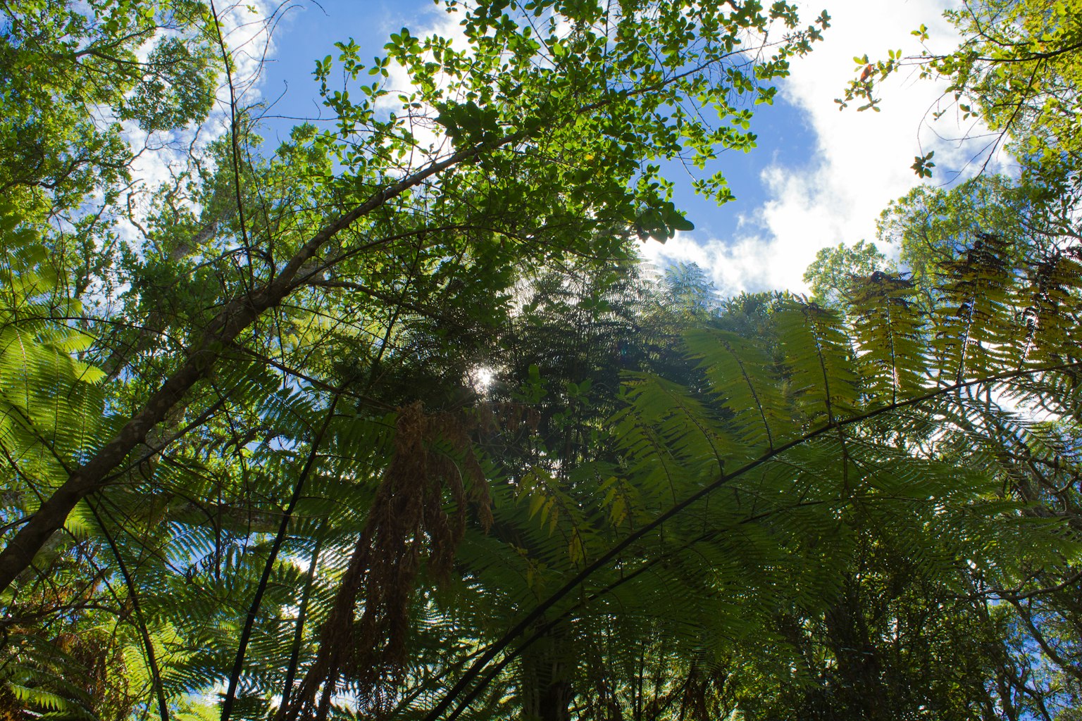 Mirando al cielo azul y las nubes a través de árboles verdes exuberantes