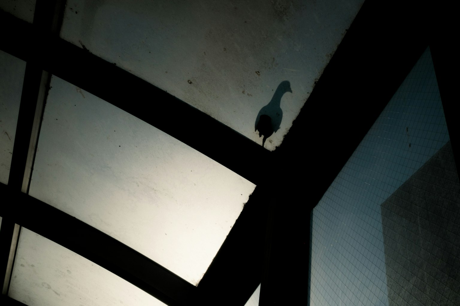 Silueta de un pájaro en un techo de vidrio