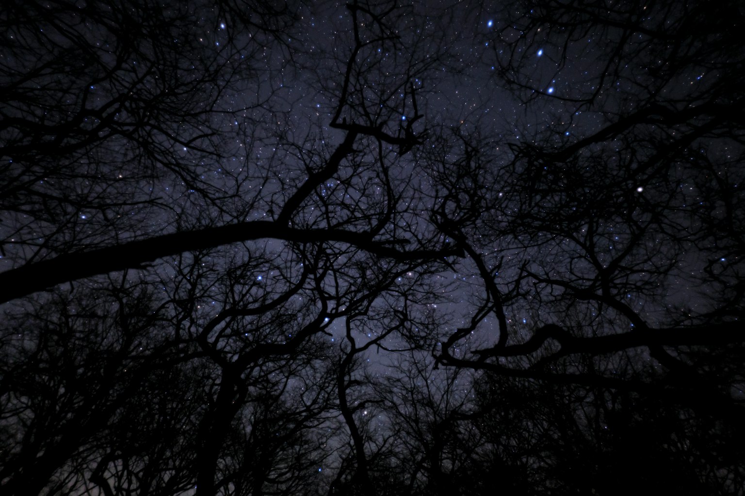 樹木輪廓與星空