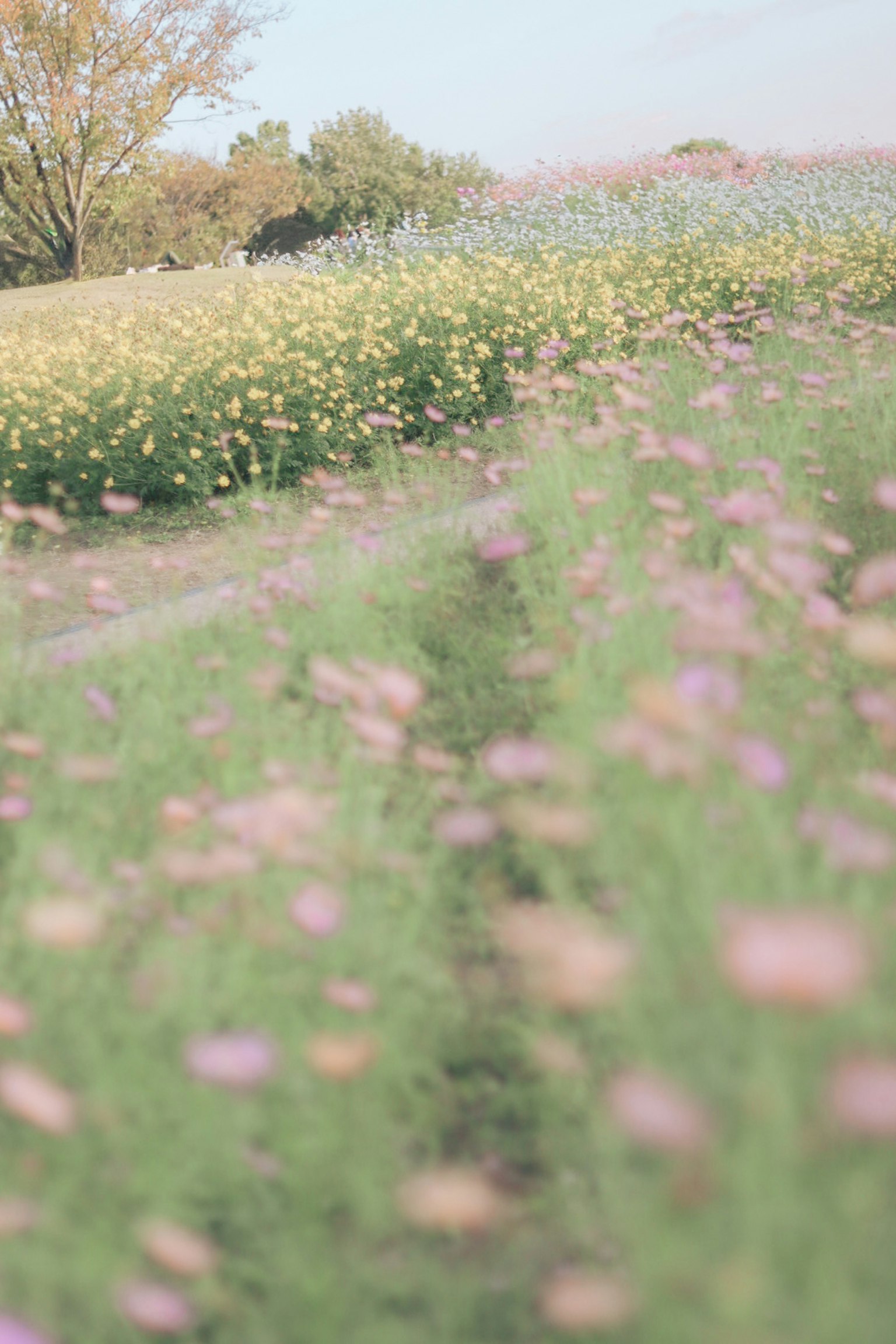色とりどりの花が咲く広い草原の風景 緑の草の中にピンクと黄色の花が点在