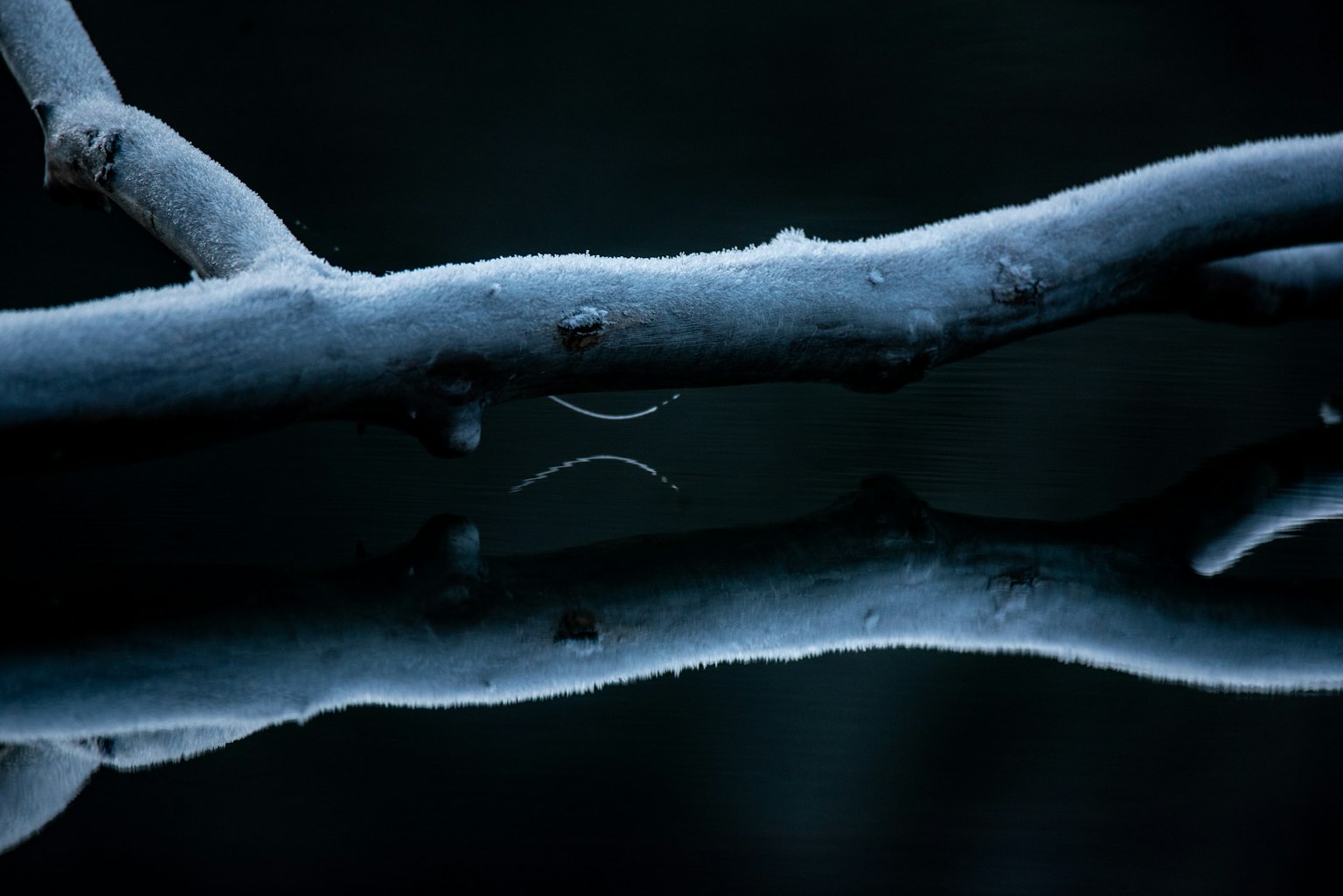 Immagine di un ramo coperto di brina che si riflette in acqua scura
