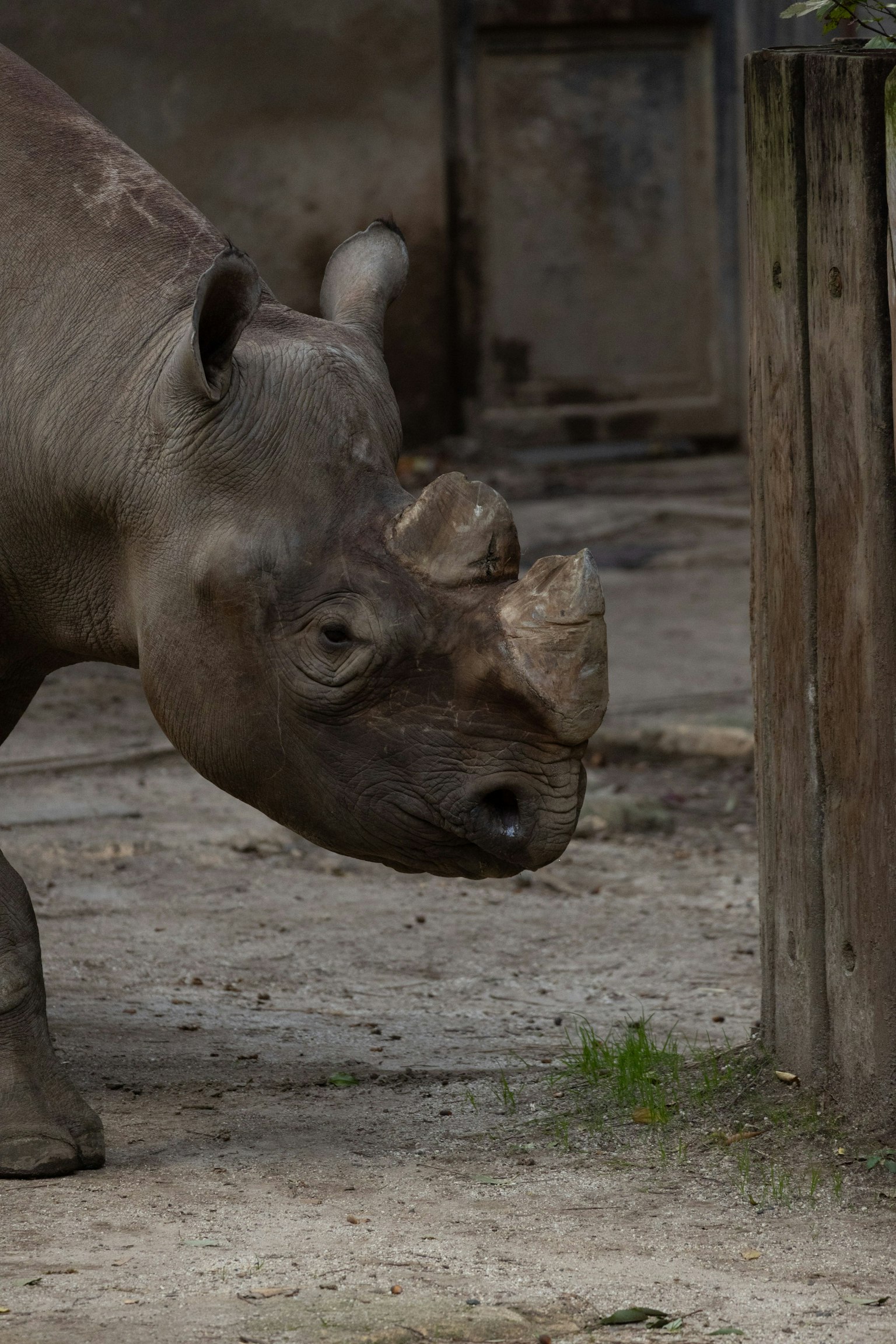 Ein Nashorn, das seinen Kopf neben einem Holzgehege neigt
