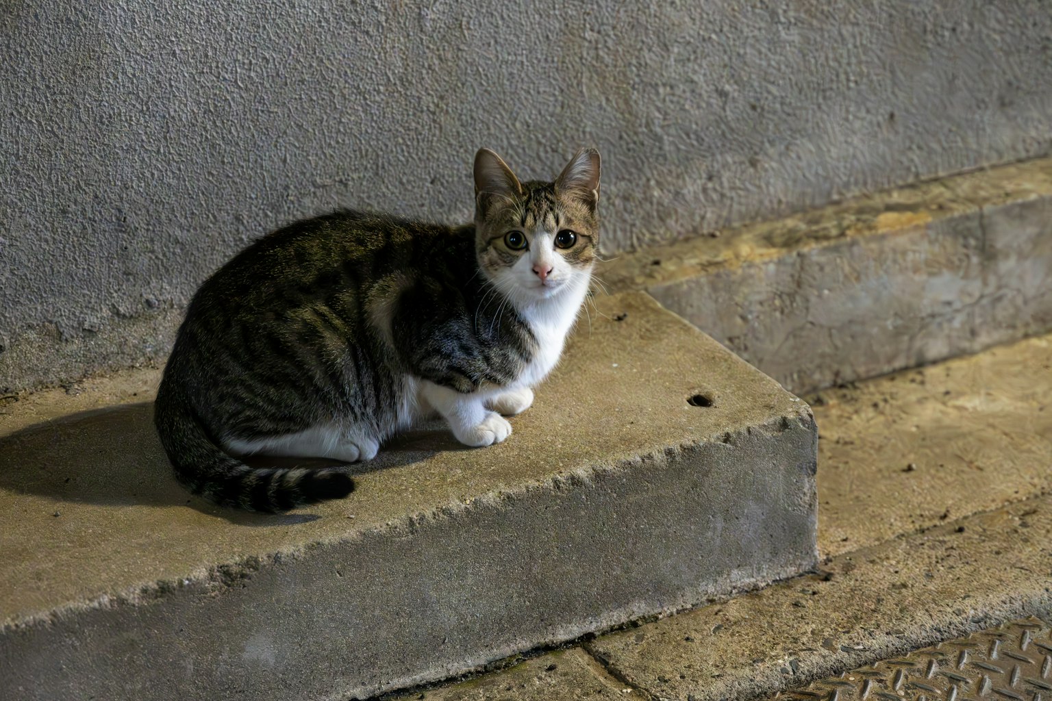 一只棕白相间的猫坐在昏暗区域的混凝土台阶上
