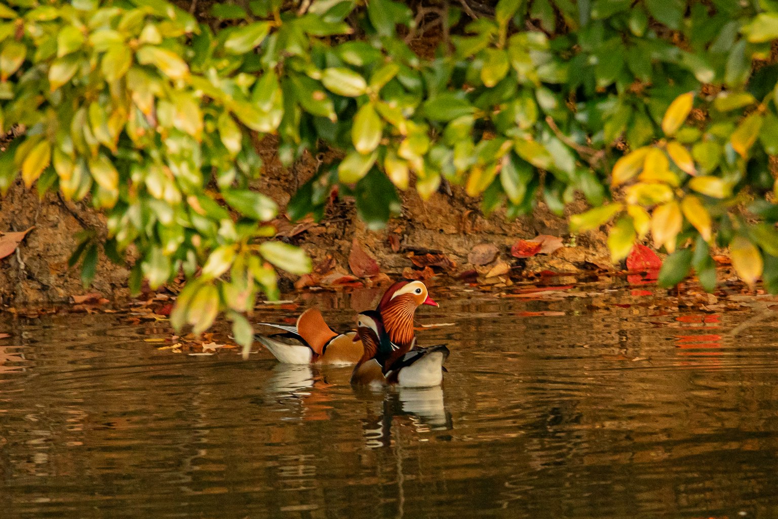 Coppia di anatre mandarine sull'acqua con foglie verdi sopra