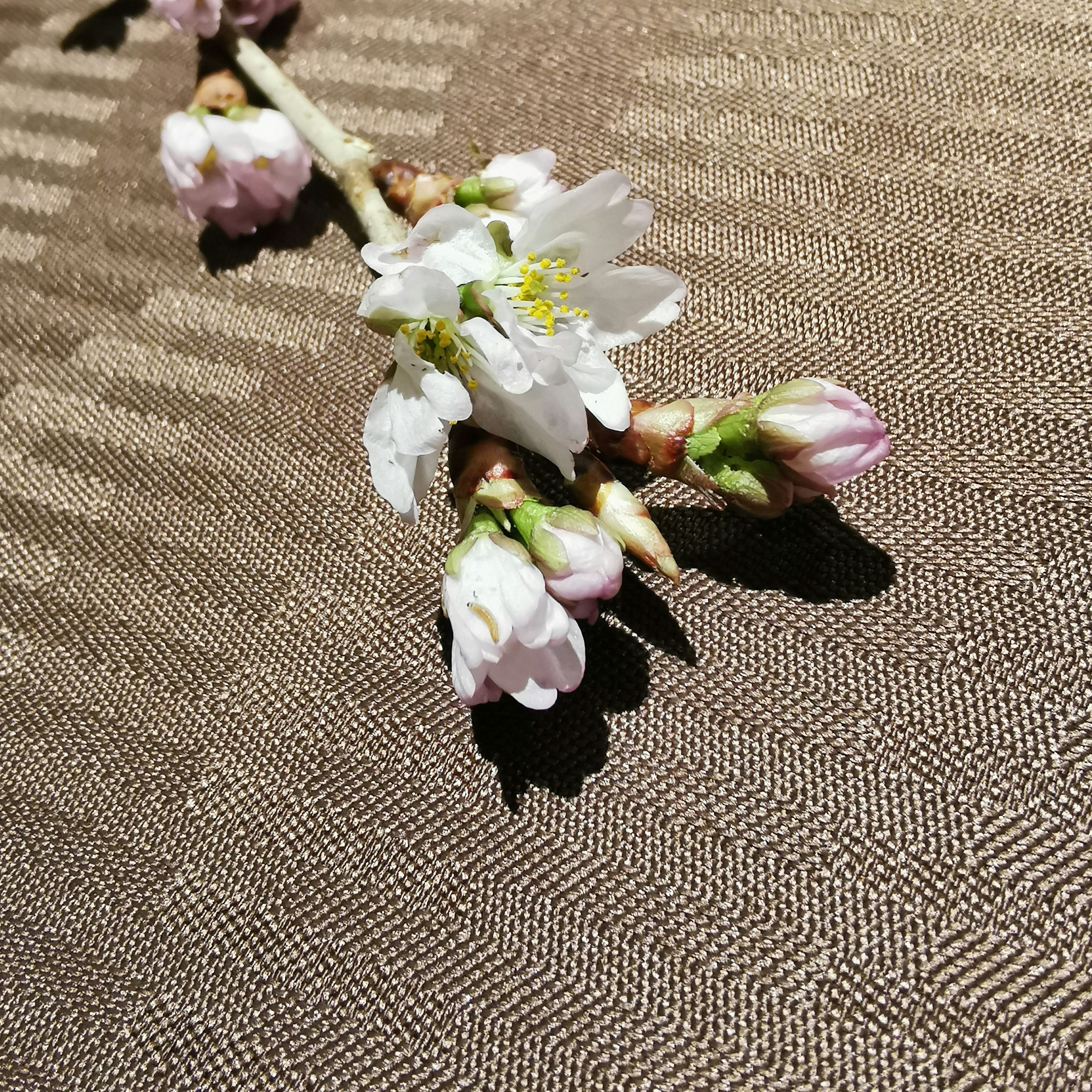 ラグの上に置かれた白い花とピンクの花びら