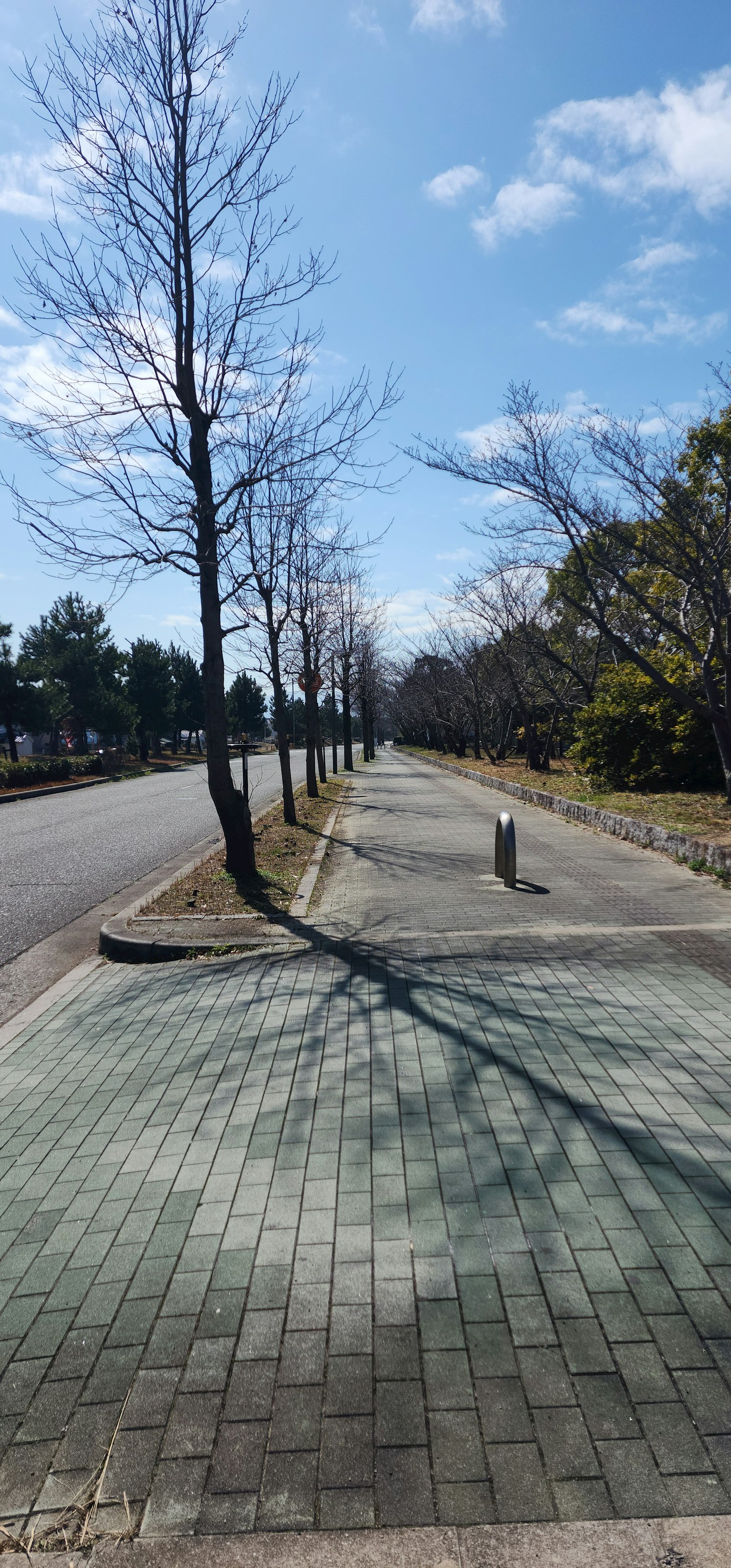 蓝天下的铺砌人行道和沿路光秃的树木