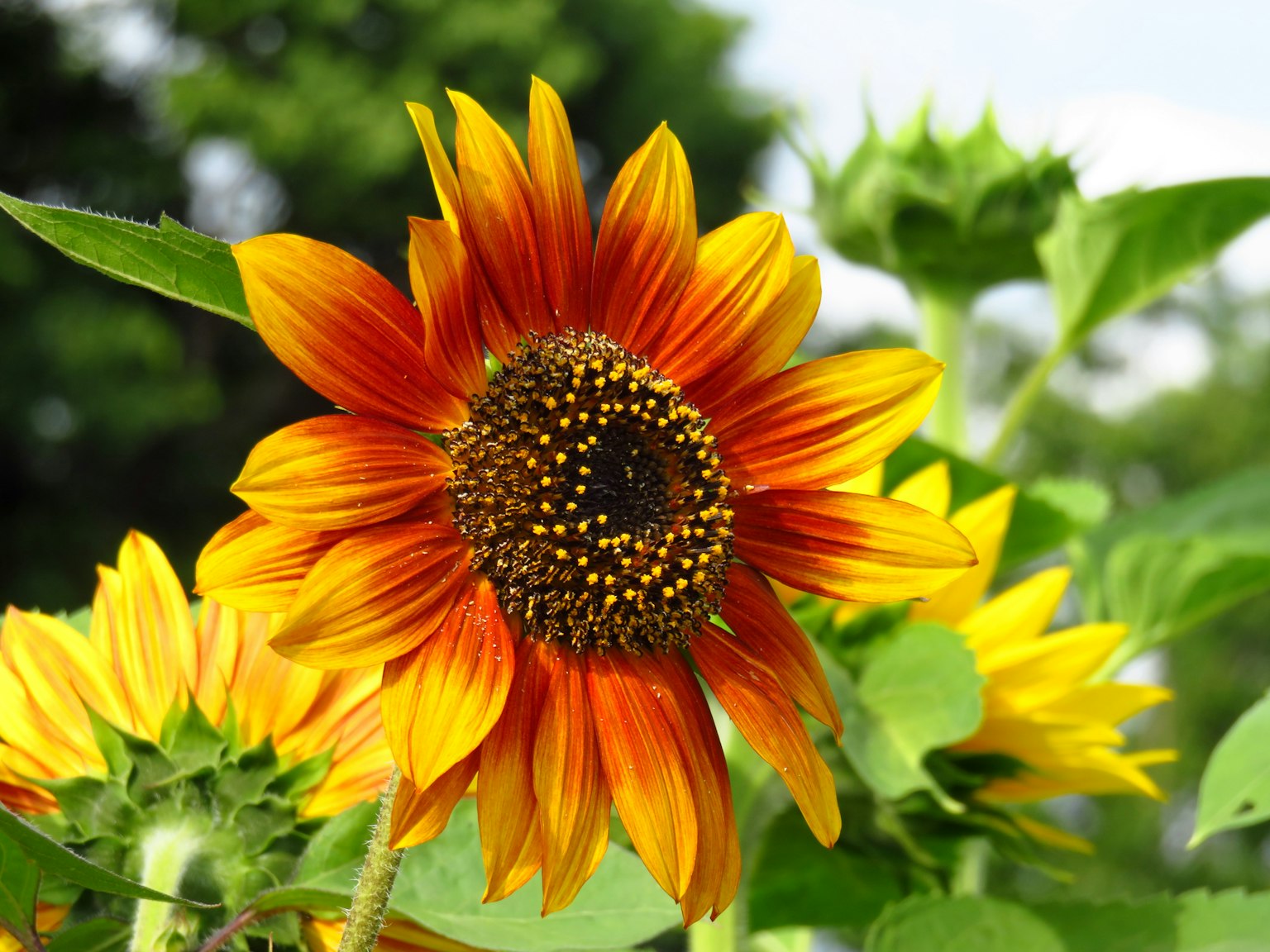 Girasole arancione e giallo brillante che fiorisce tra le foglie verdi
