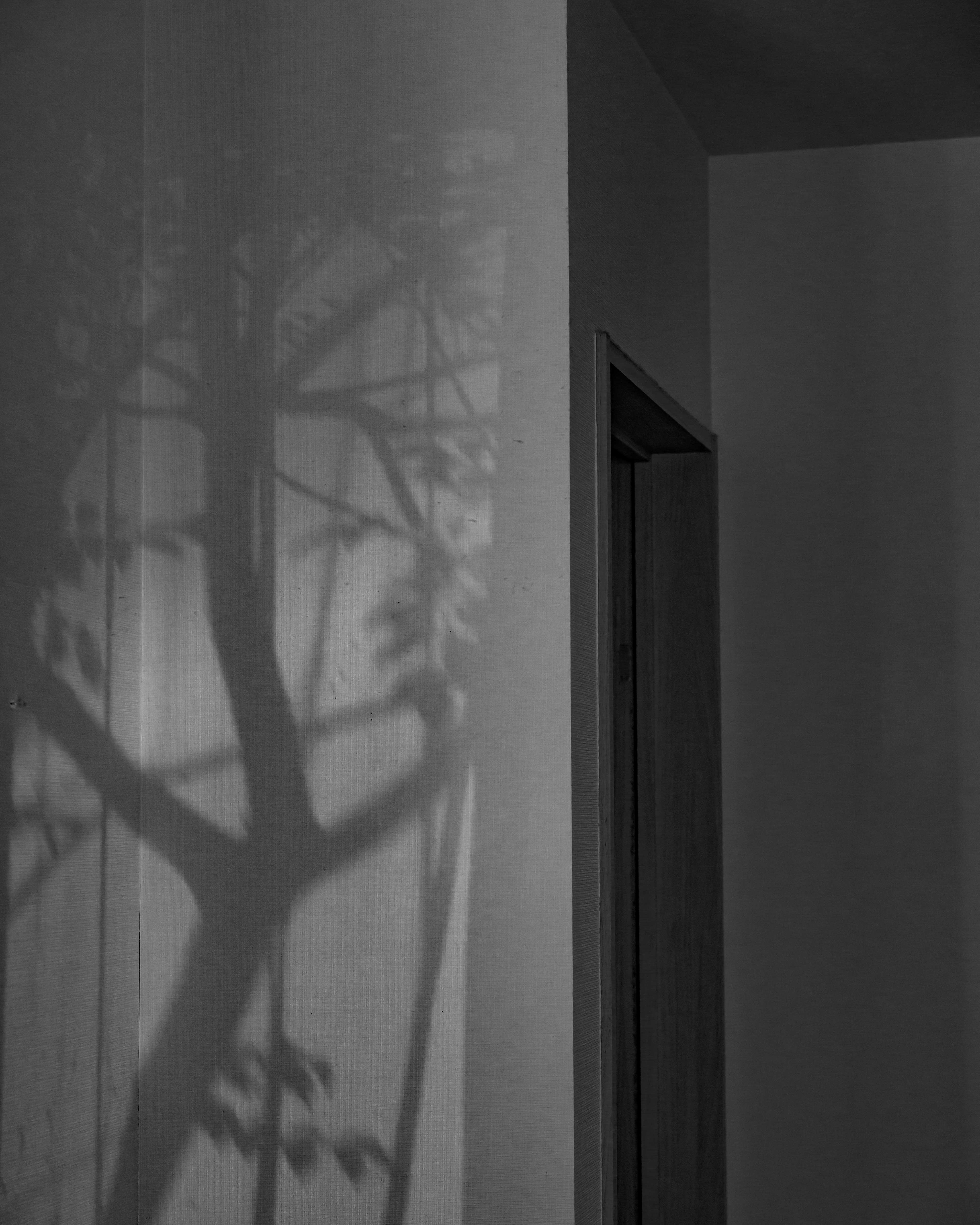 Parete interna e porta con ombre di alberi proiettate dalla luce della finestra