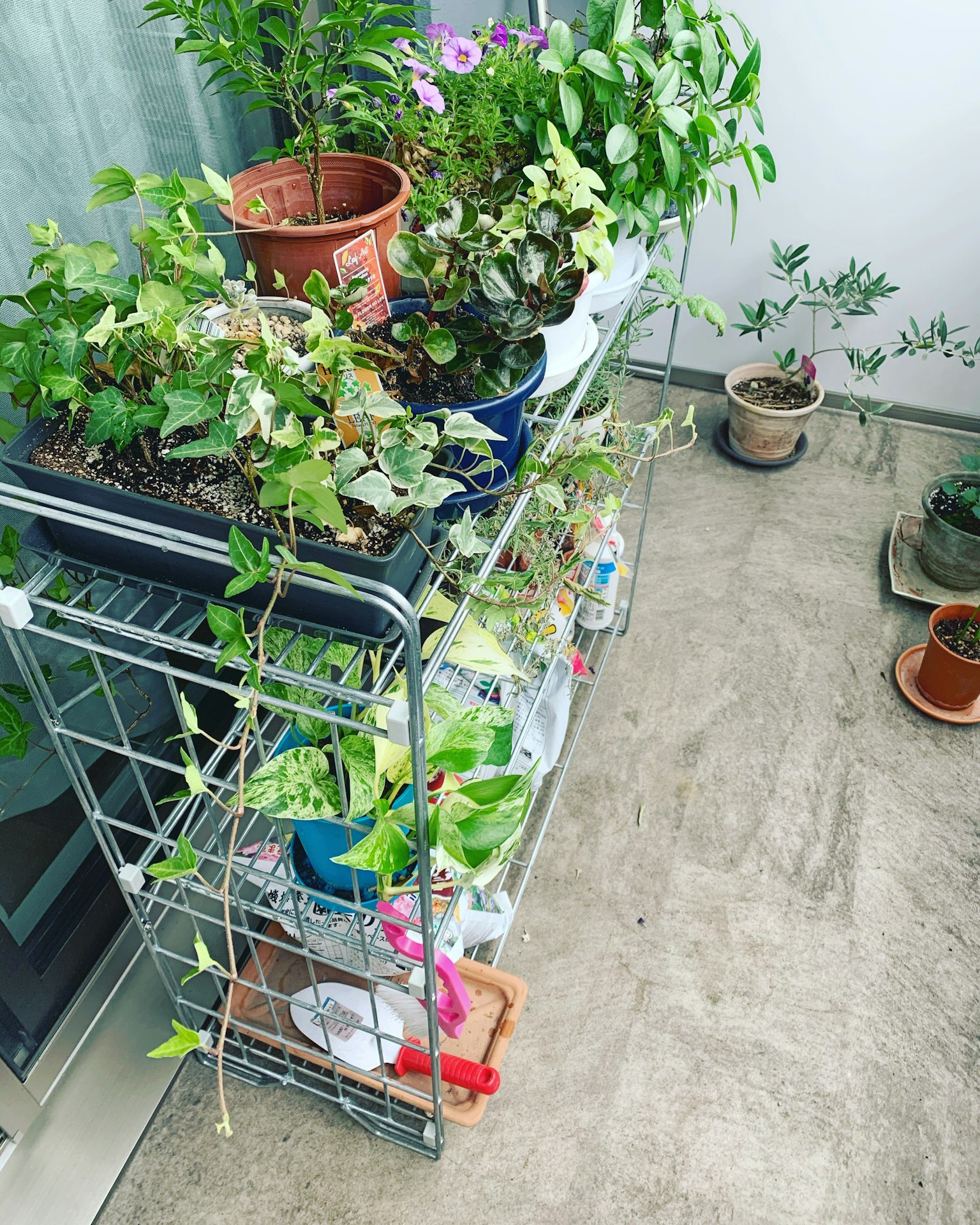 Ein Pflanzenregal auf einem Balkon, gefüllt mit verschiedenen Pflanzen