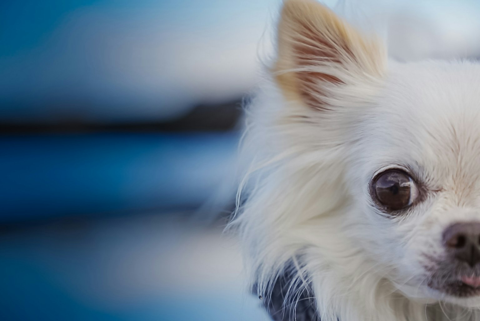 Close-up wajah Chihuahua putih dengan latar belakang biru kabur