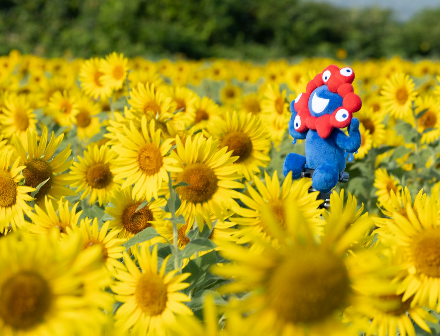 Un personaggio blu con una testa decorativa rossa tra i girasoli