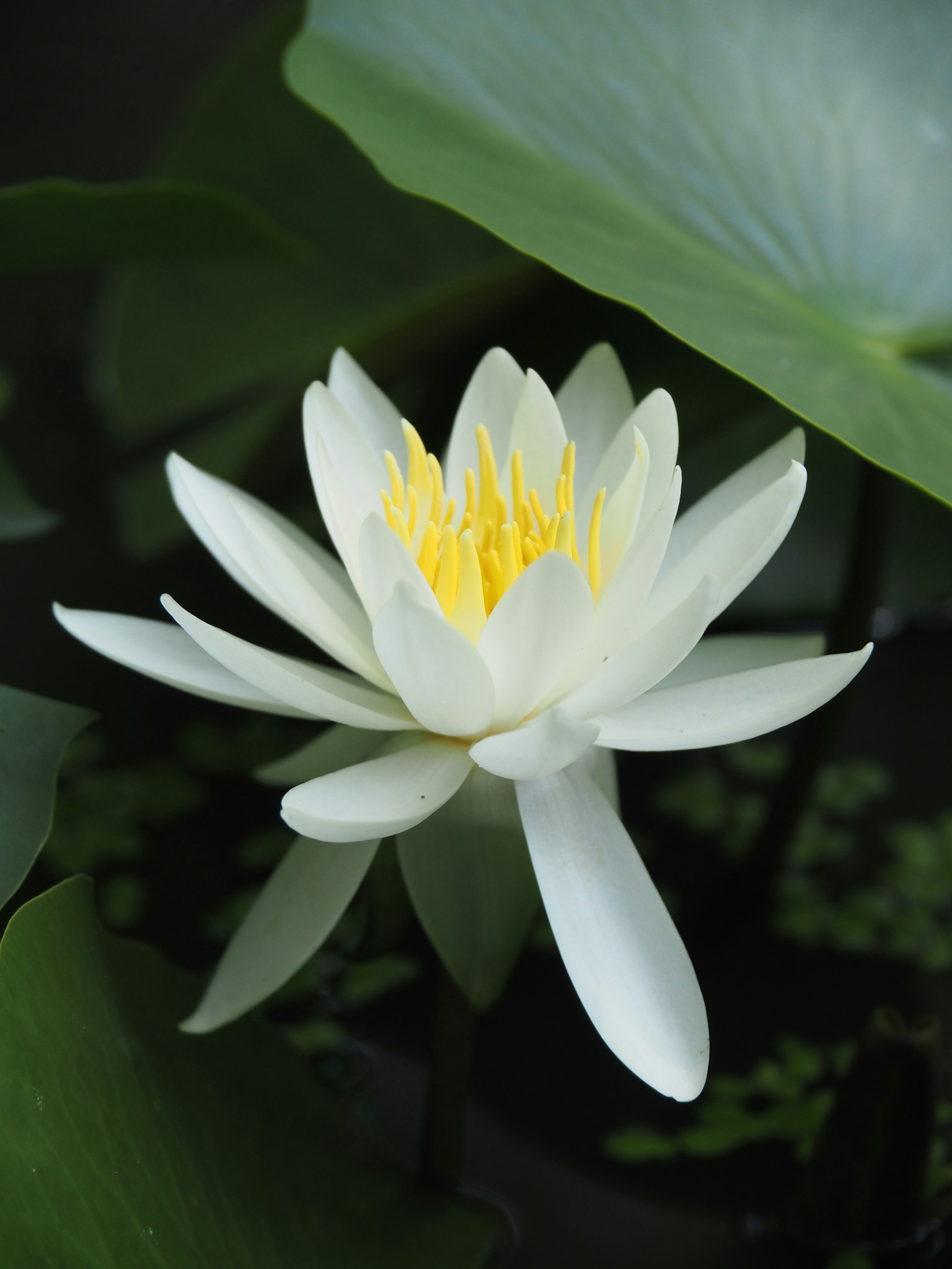 Beautiful white water lily with yellow stamens surrounded by green leaves