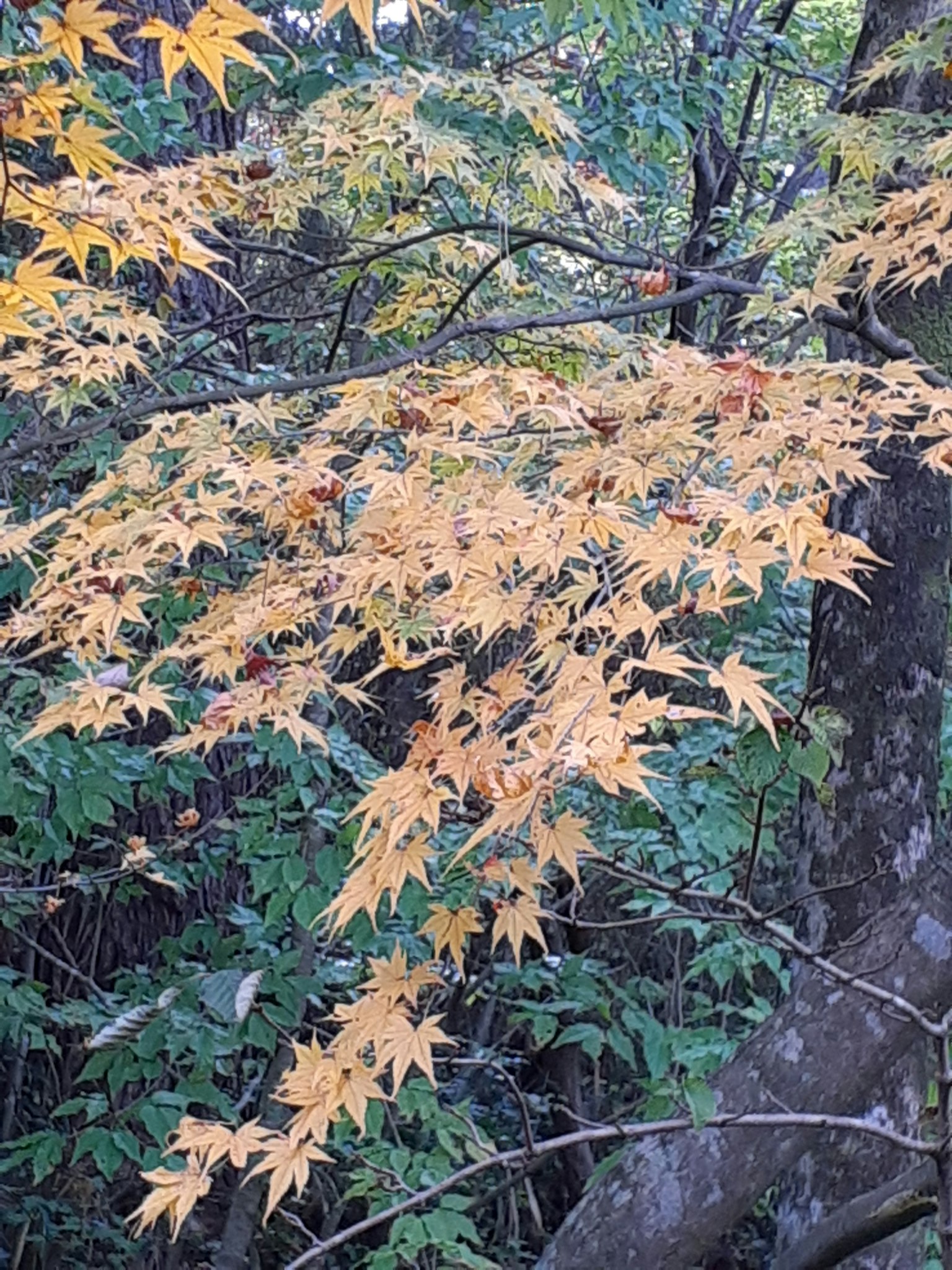 鲜艳的黄色枫叶在树上茂盛