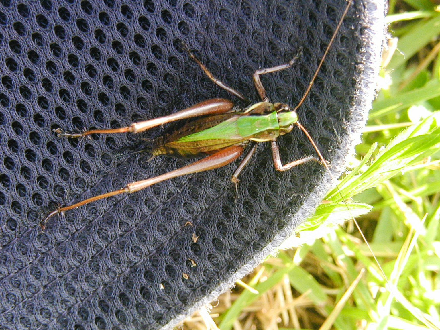 Green grasshopper on black mesh fabric