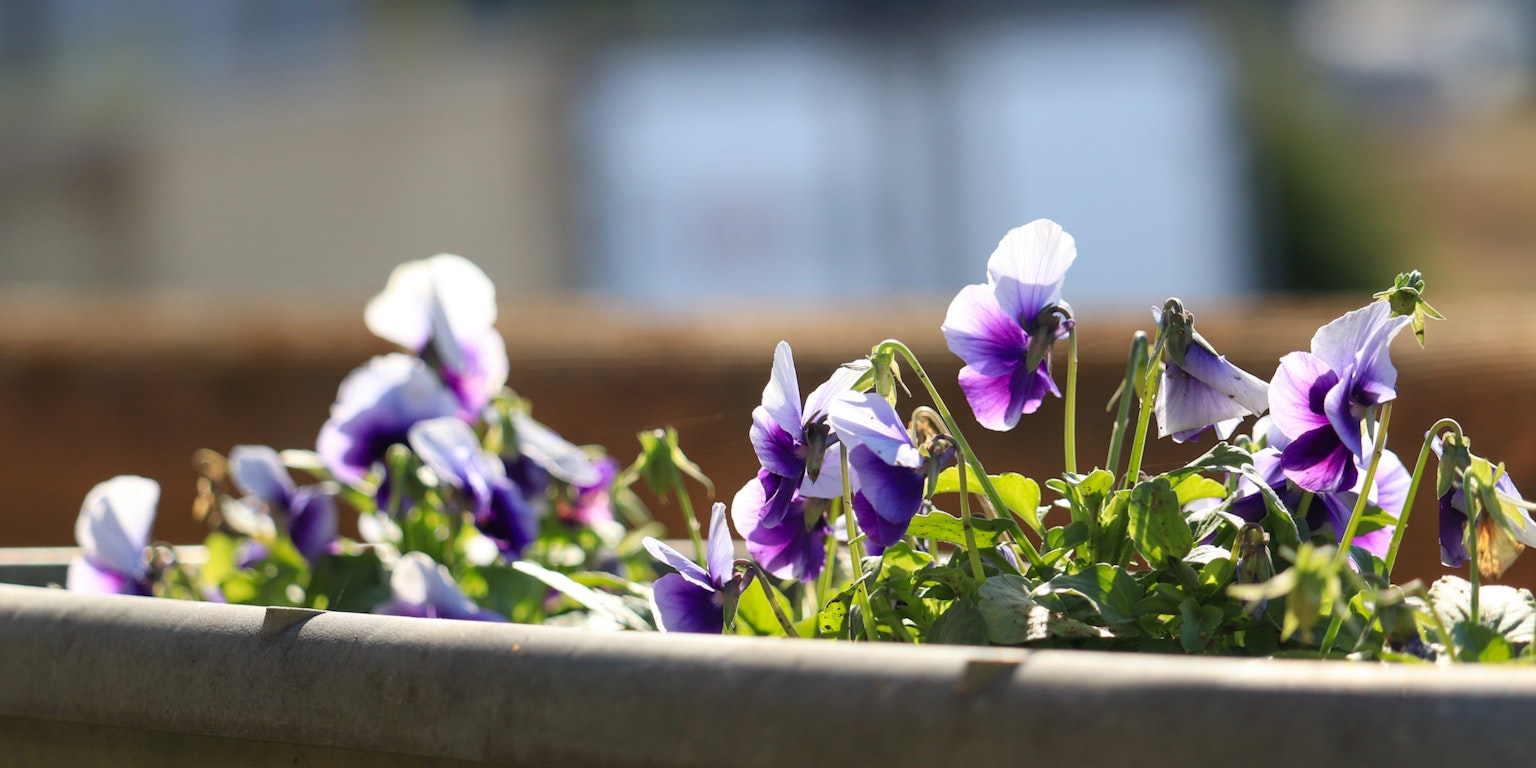 Nahaufnahme von lila Stiefmütterchen in einem Blumentopf