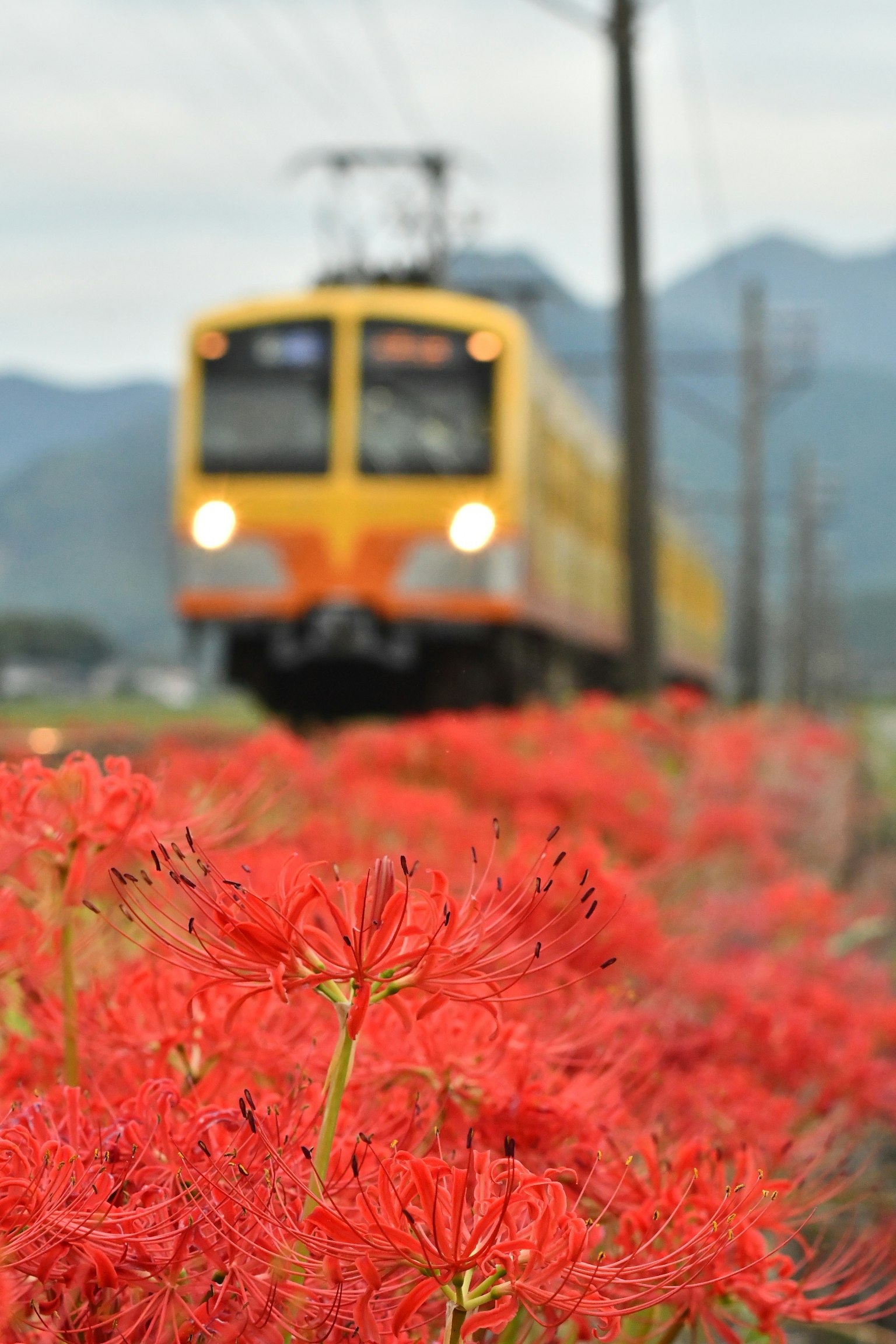 一列黄色火车经过红色彼岸花的田野