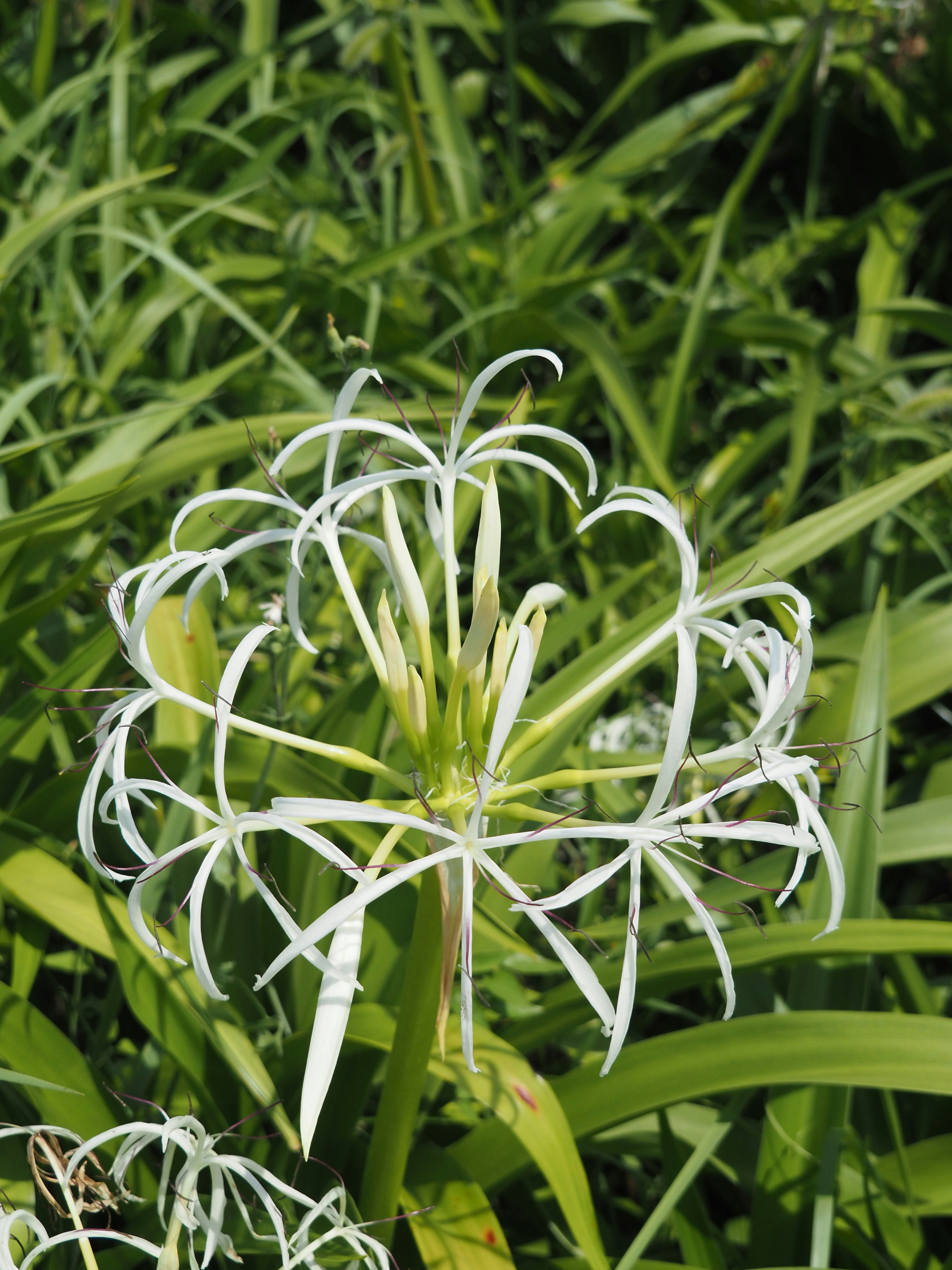 夏井ヶ浜のはまゆうの花が咲く海辺の草むら