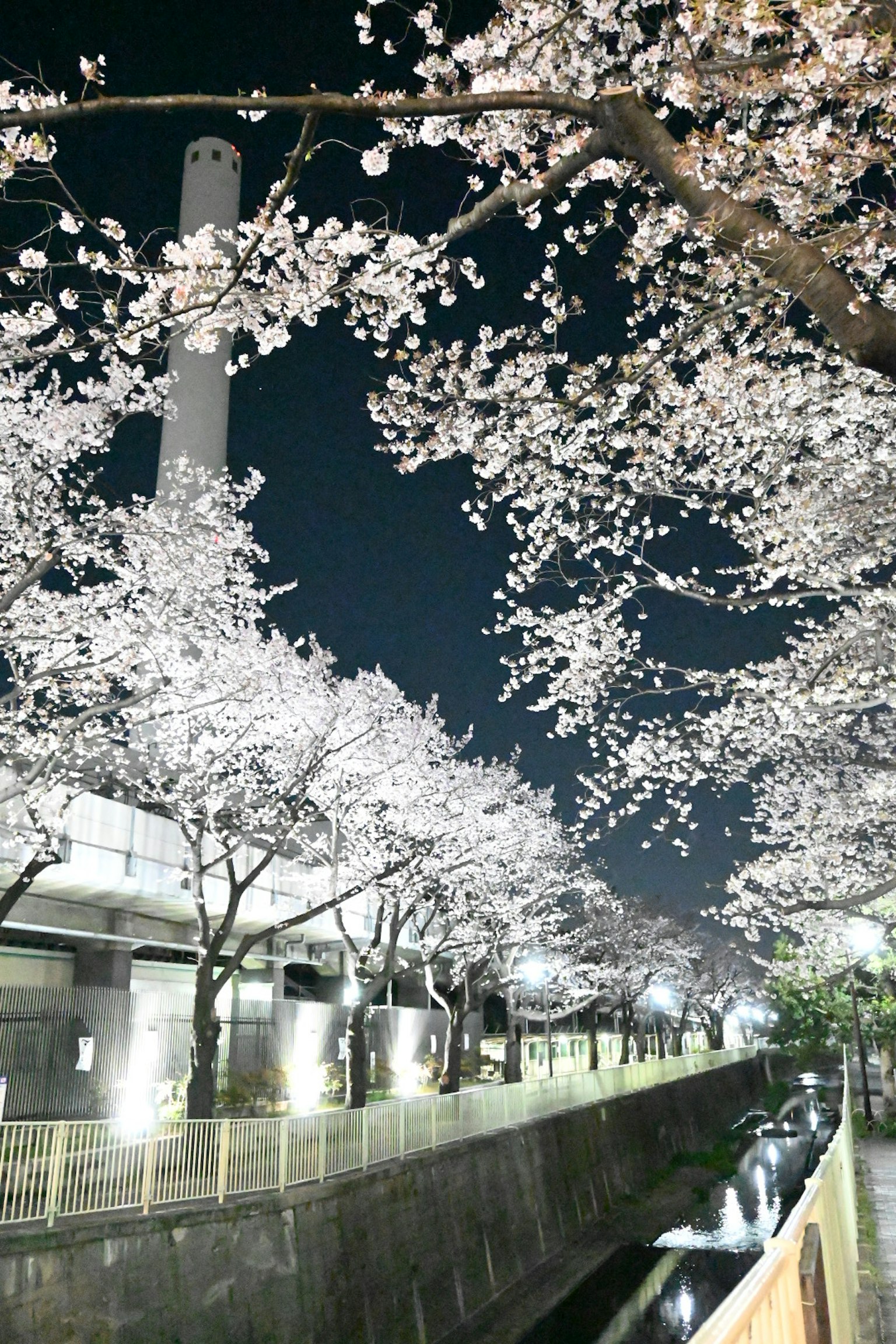 ทิวทัศน์ยามค่ำคืนของดอกซากุระที่ส่องสว่างตามทางริมน้ำ