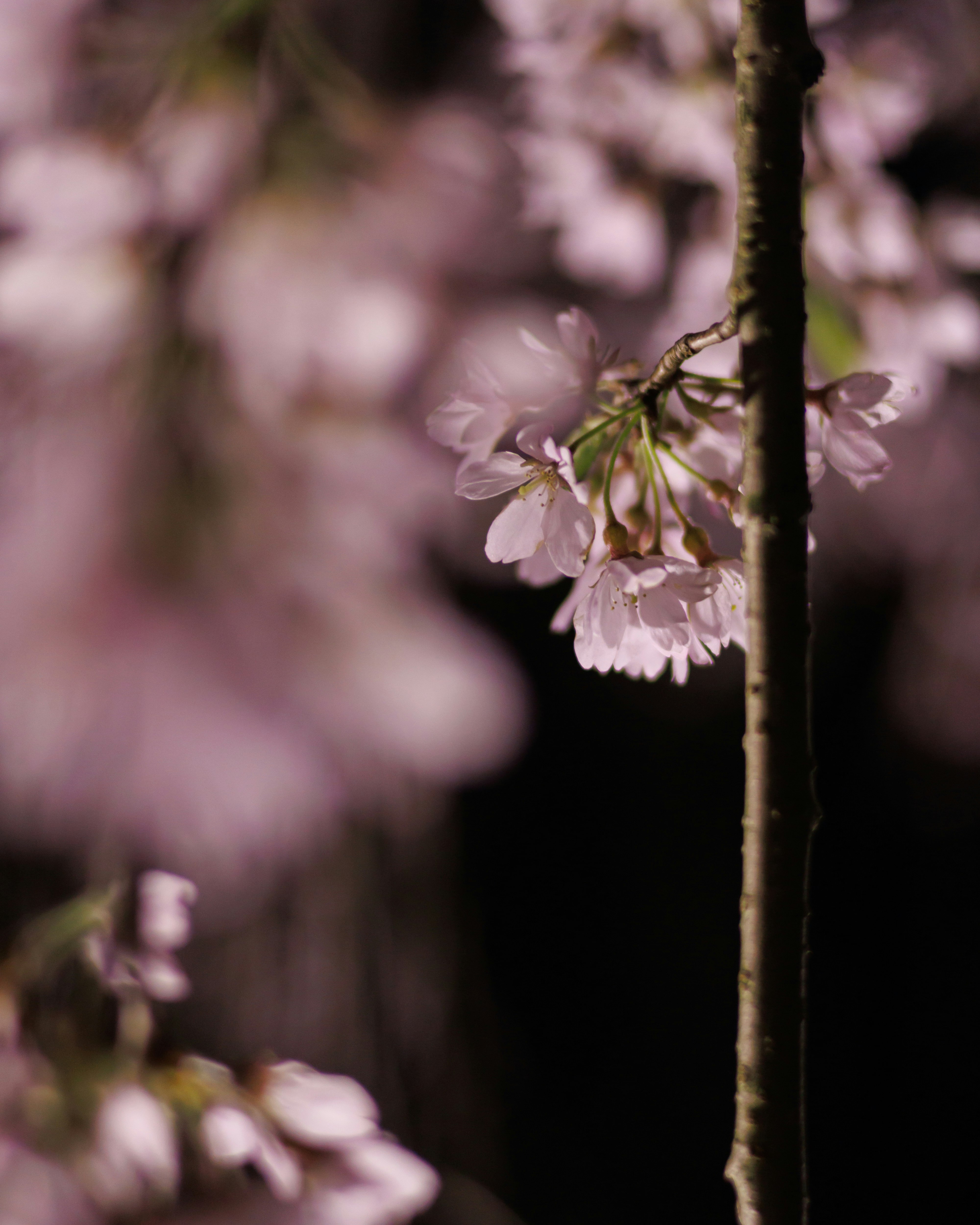枝に咲く桜の花とぼけた背景の花々