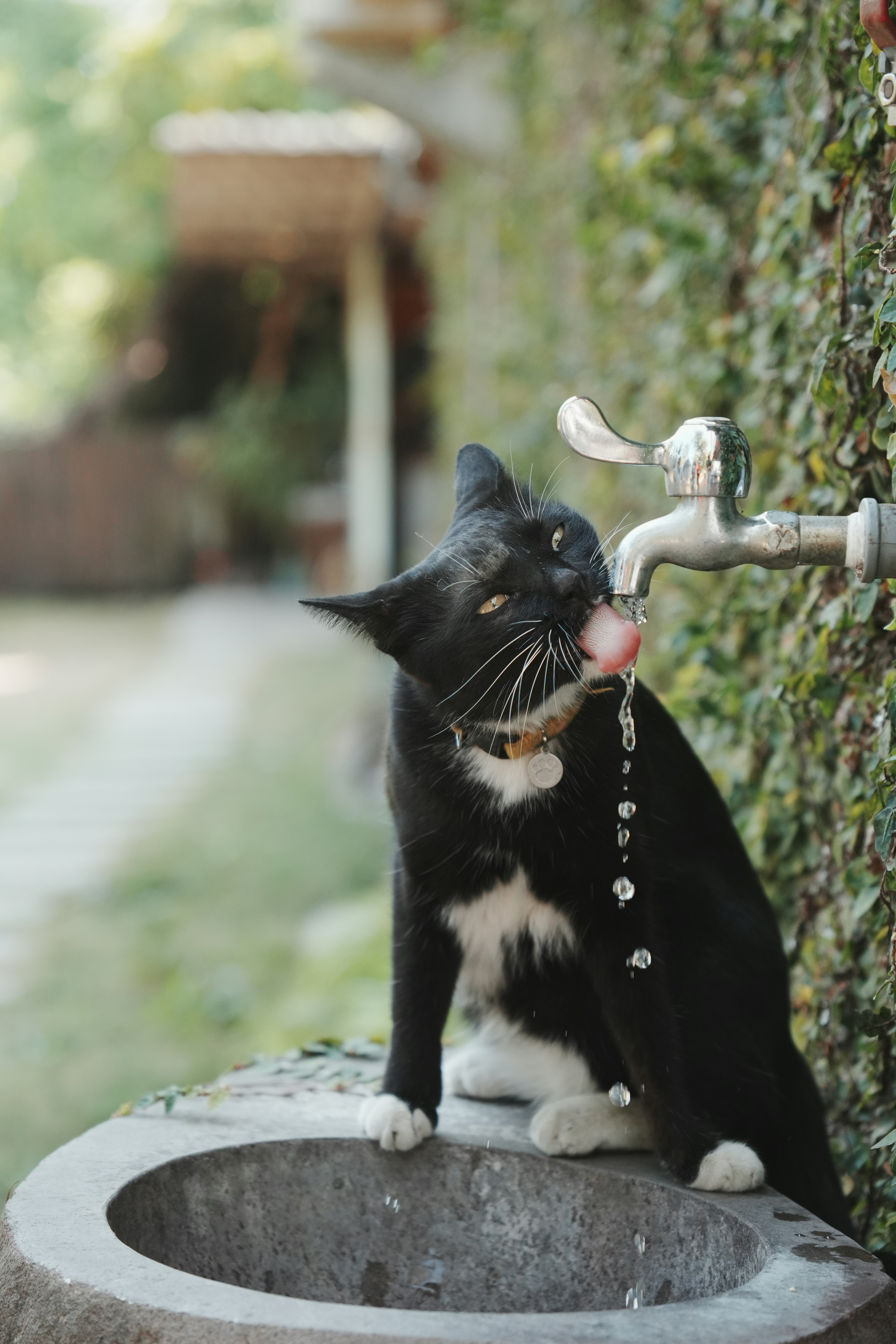 水道の蛇口から水を飲む黒白の猫の写真