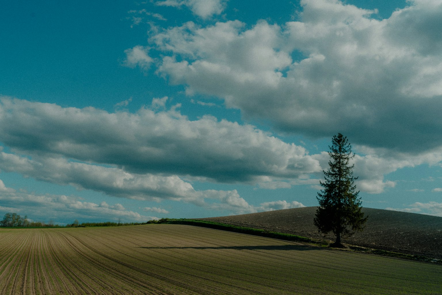 Paysage avec un ciel bleu des nuages une colline verte et un arbre solitaire