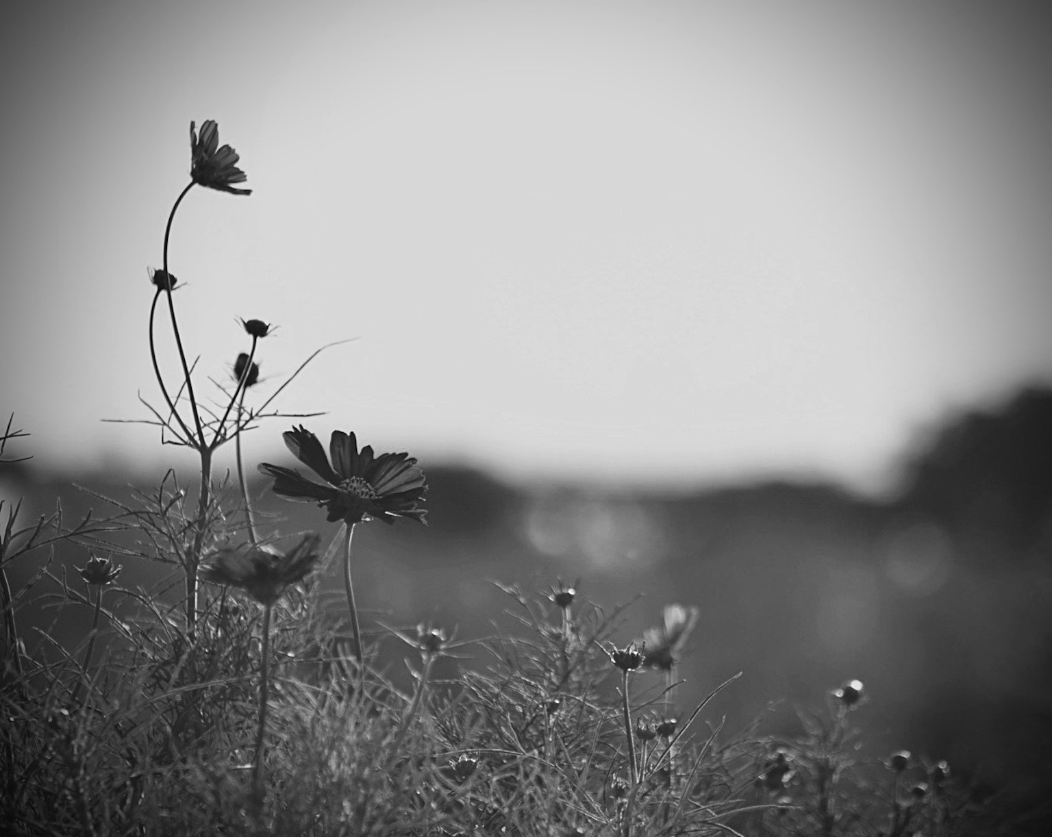 Monochrome flowers swaying in the wind
