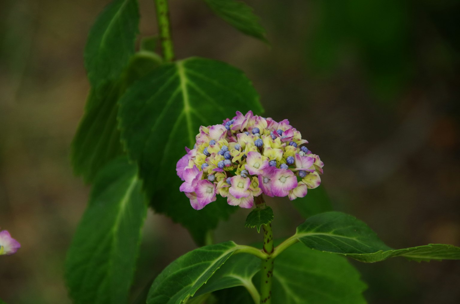 Primo piano di fiori rosa e bianchi tra foglie verdi