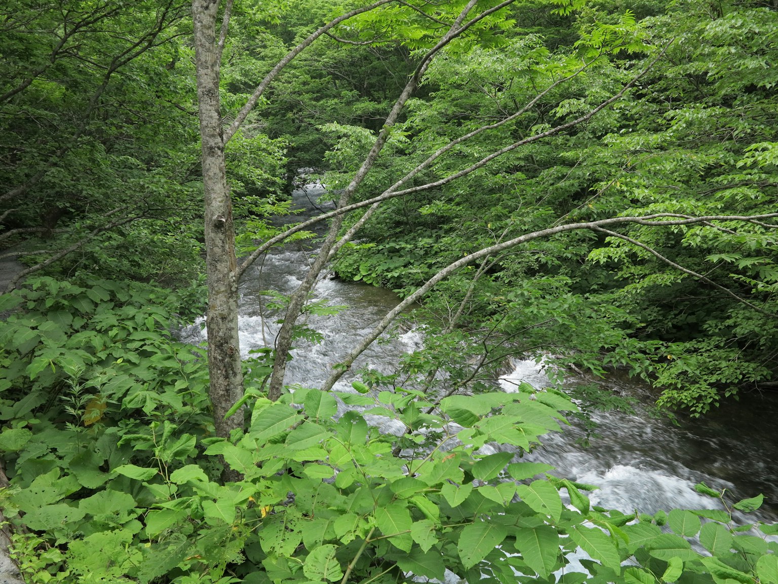 Eine ruhige Aussicht auf einen Bach, umgeben von üppigem Grün und Bäumen