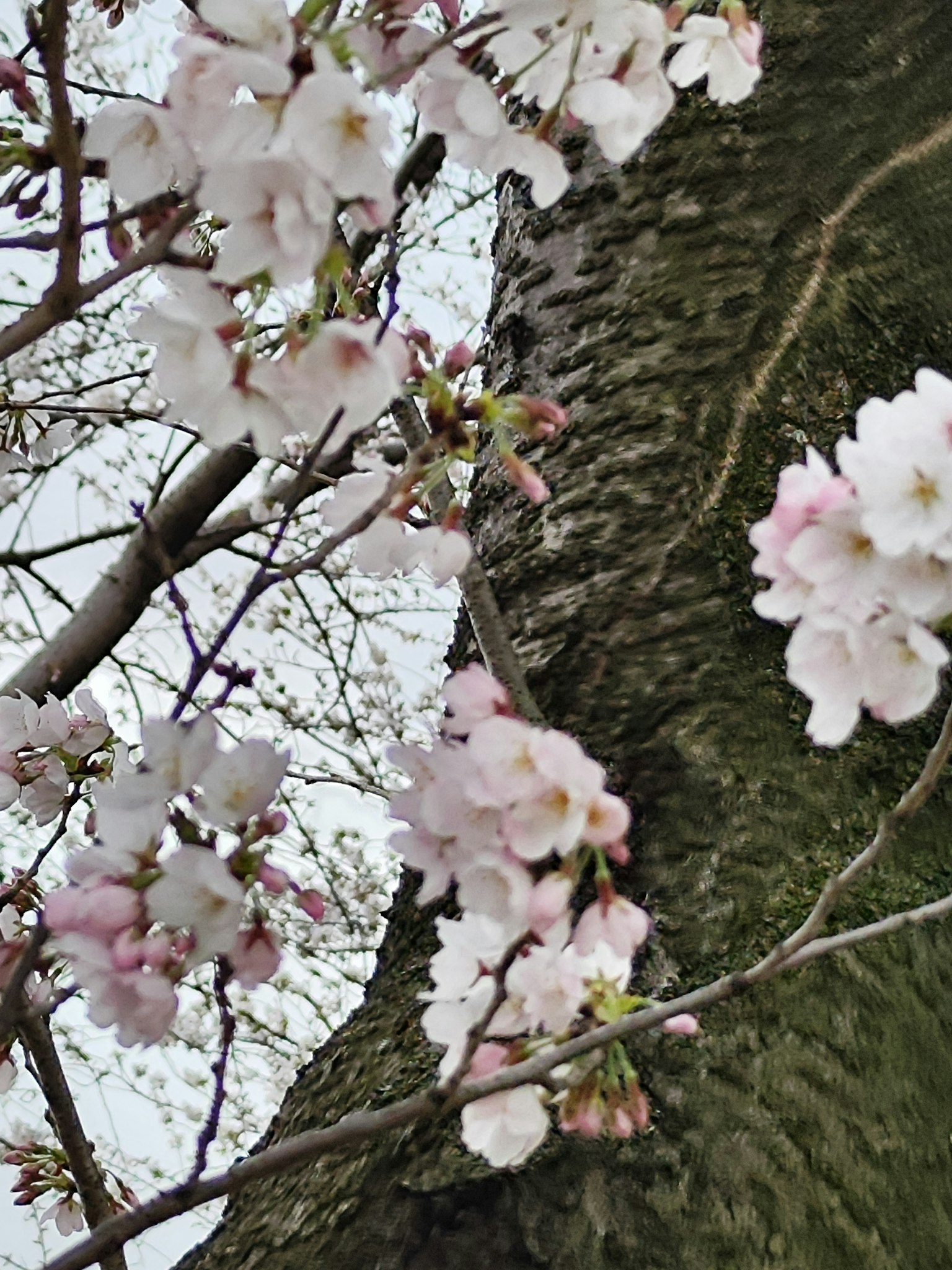 Gros plan sur des fleurs de cerisier sur le tronc d'un arbre
