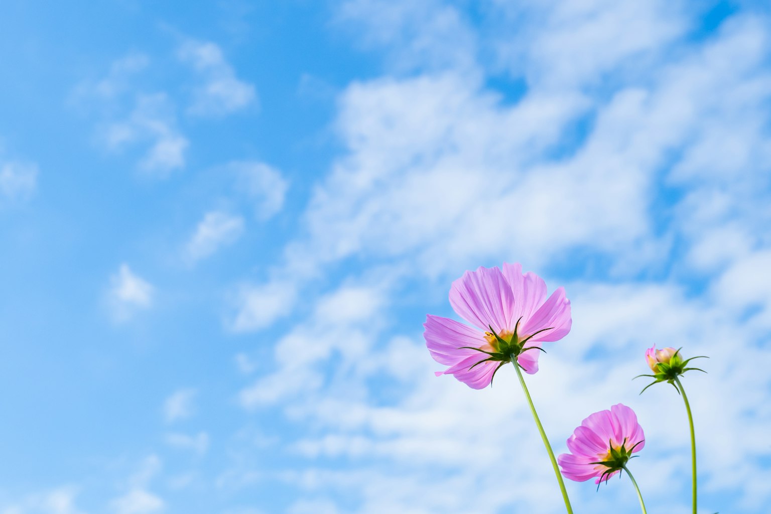 Rosa Blumen vor blauem Himmel mit weißen Wolken
