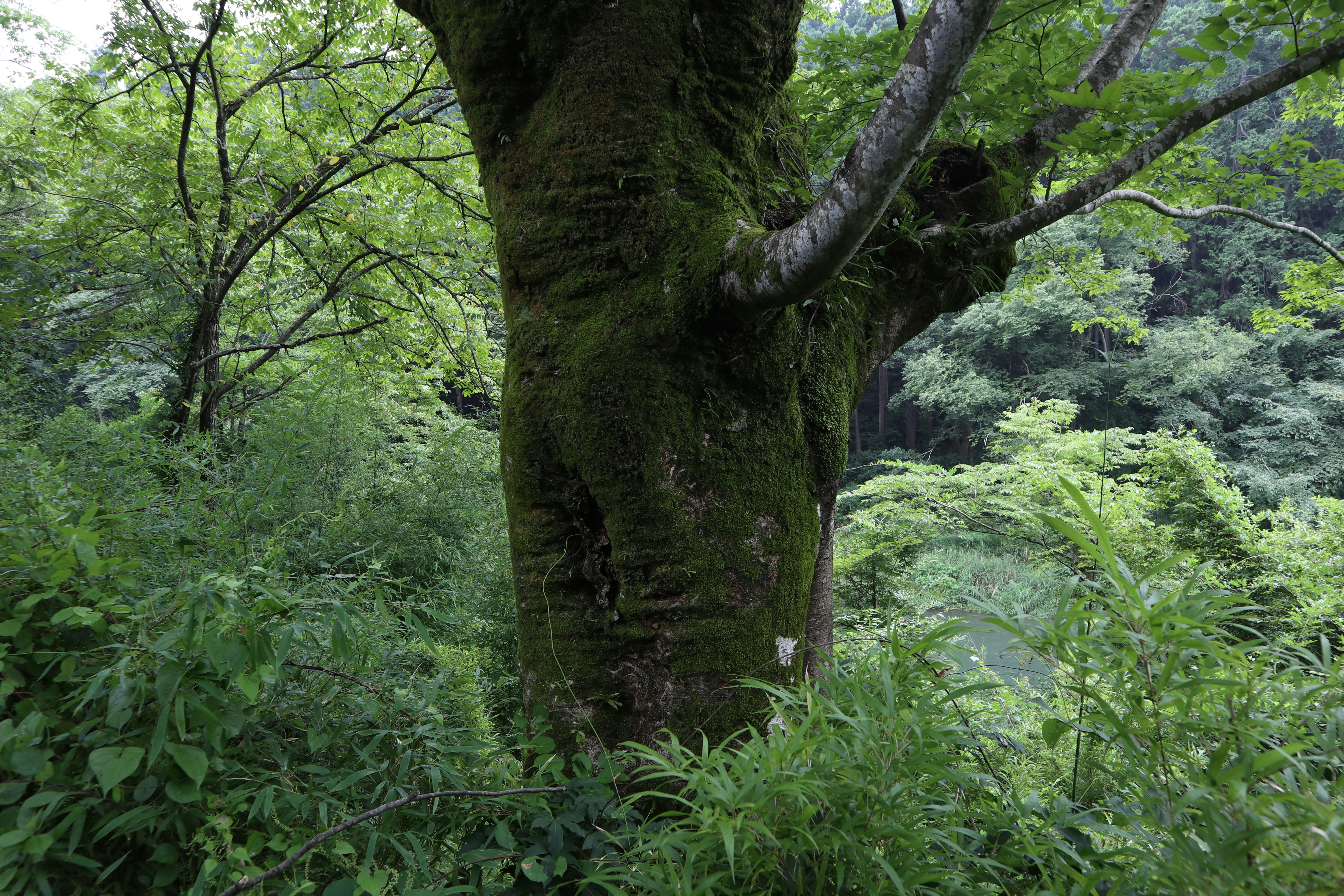 大きな木の幹と緑の下草が広がる森の風景