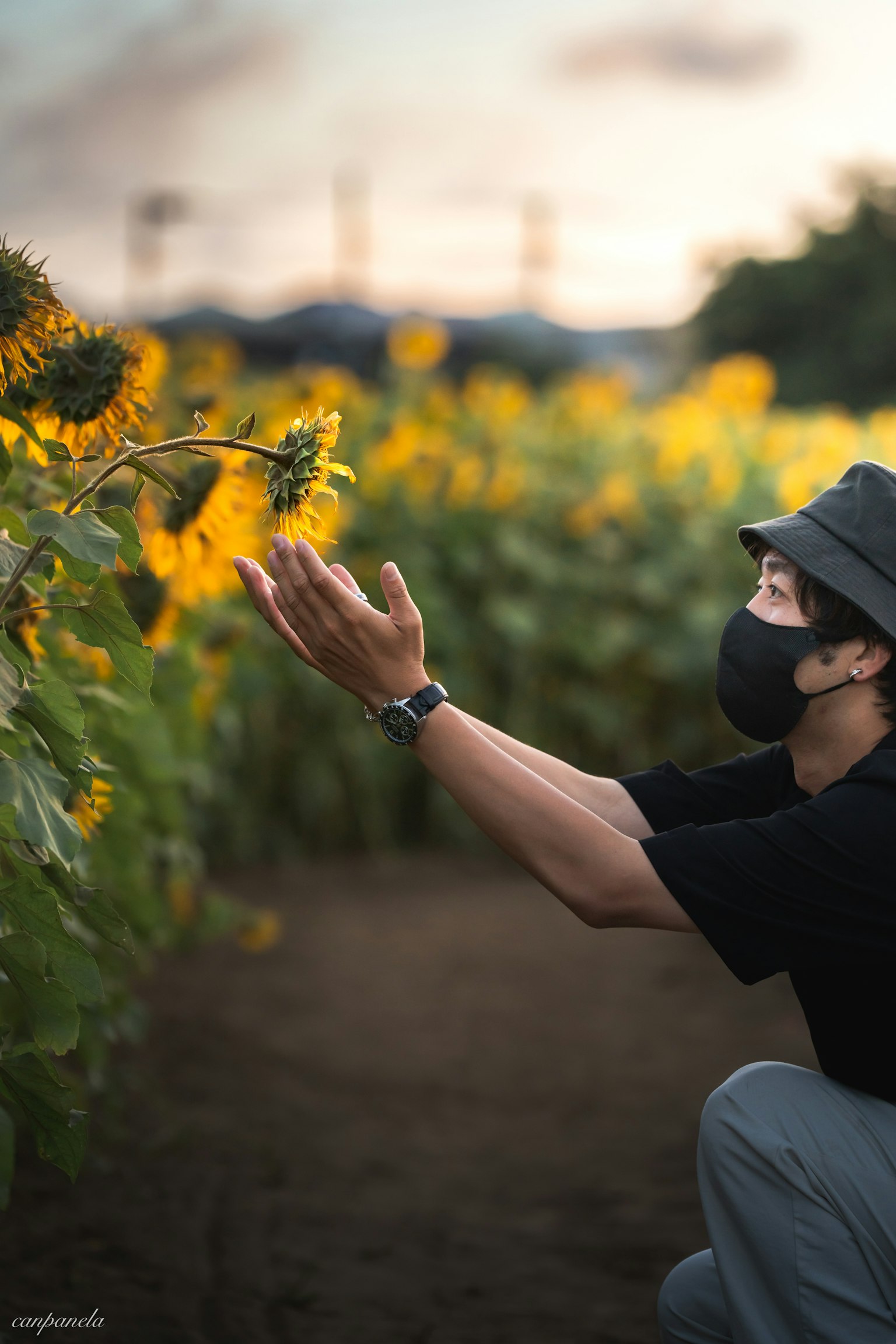 Ein Mann, der sich einem Sonnenblumenfeld mit einem Sonnenuntergangshimmel im Hintergrund nähert