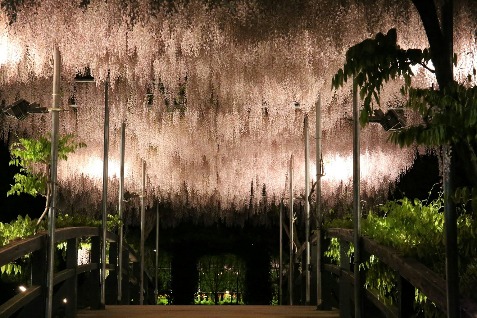 Un tunnel di fiori illuminato di notte con vegetazione lussureggiante