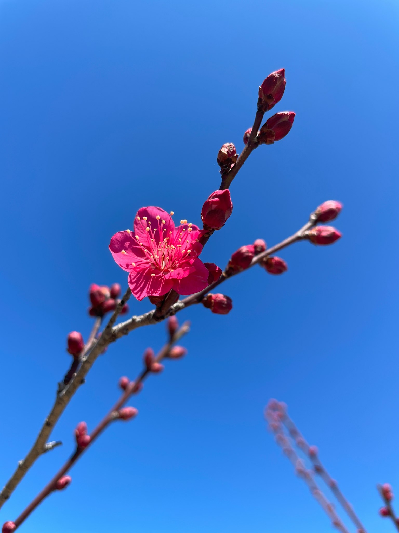 Fiore rosa e gemme contro un cielo blu