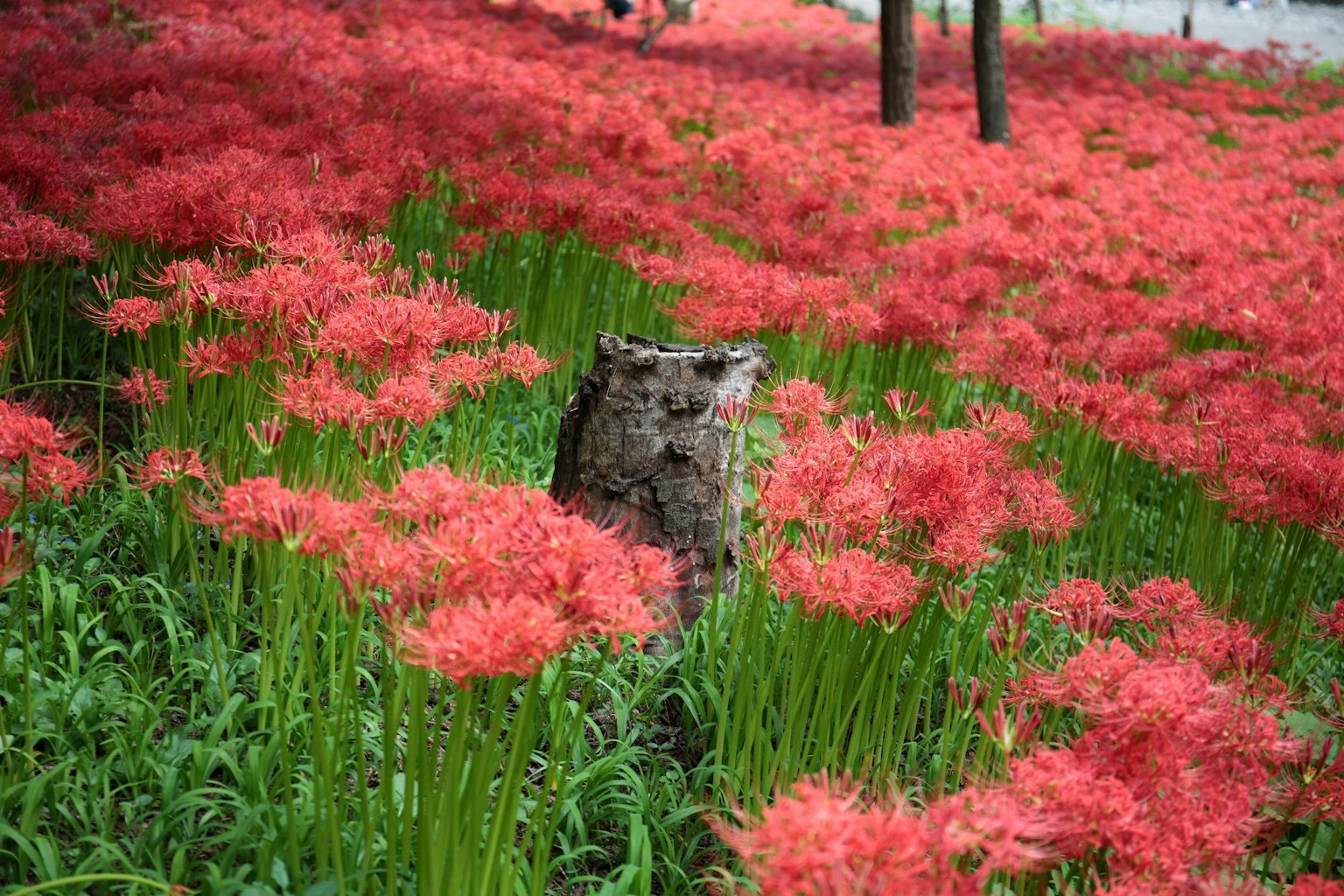 Campo de lirios rojos con un tocón de árbol