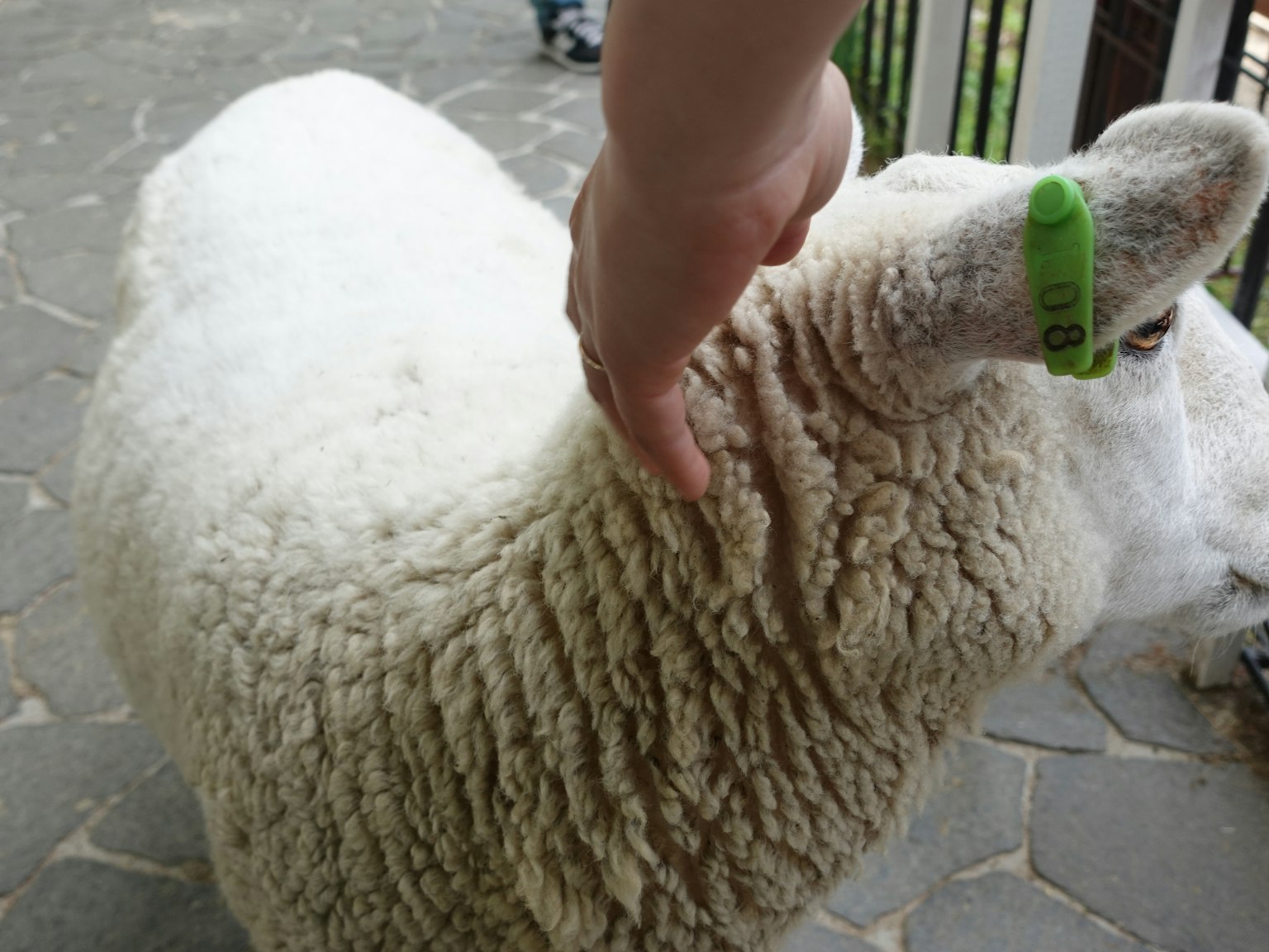 Une main caressant un mouton avec de la laine épaisse et une étiquette verte à l'oreille