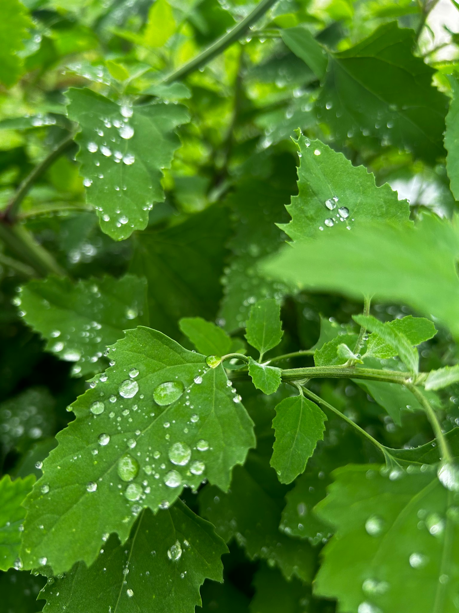 Imagen vibrante de hojas verdes con gotas de agua