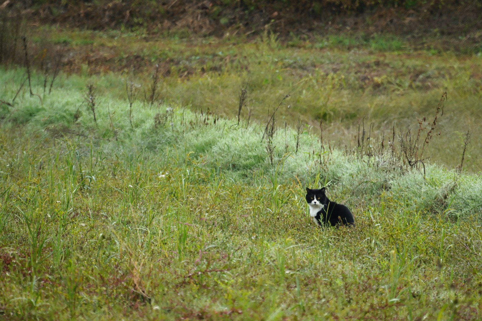 Kucing hitam putih duduk di padang rumput