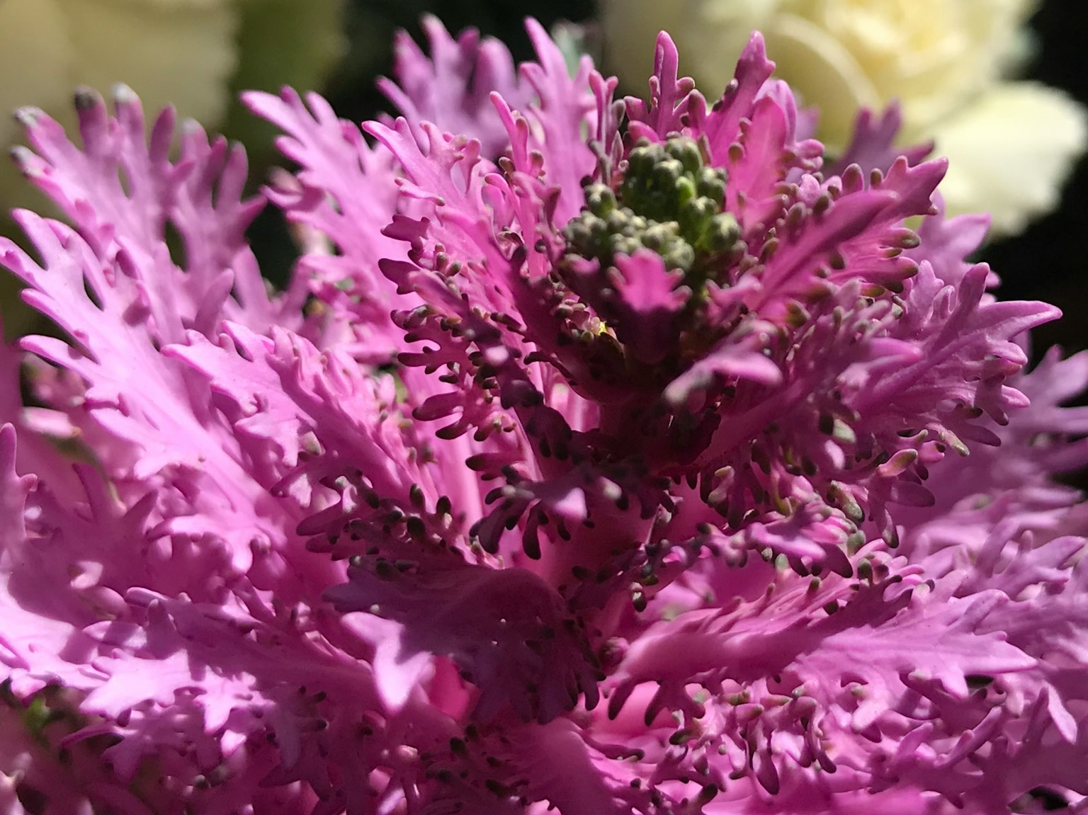 Primo piano di un fiore viola vibrante con foglie intricate e un centro verde