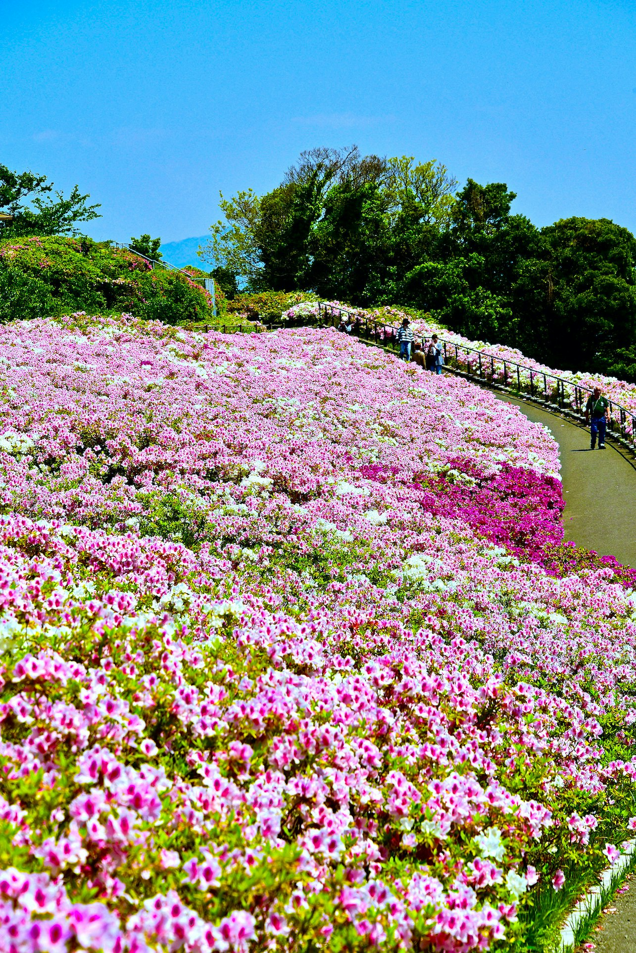 丘一面に咲くピンクの花畑と木製の小道