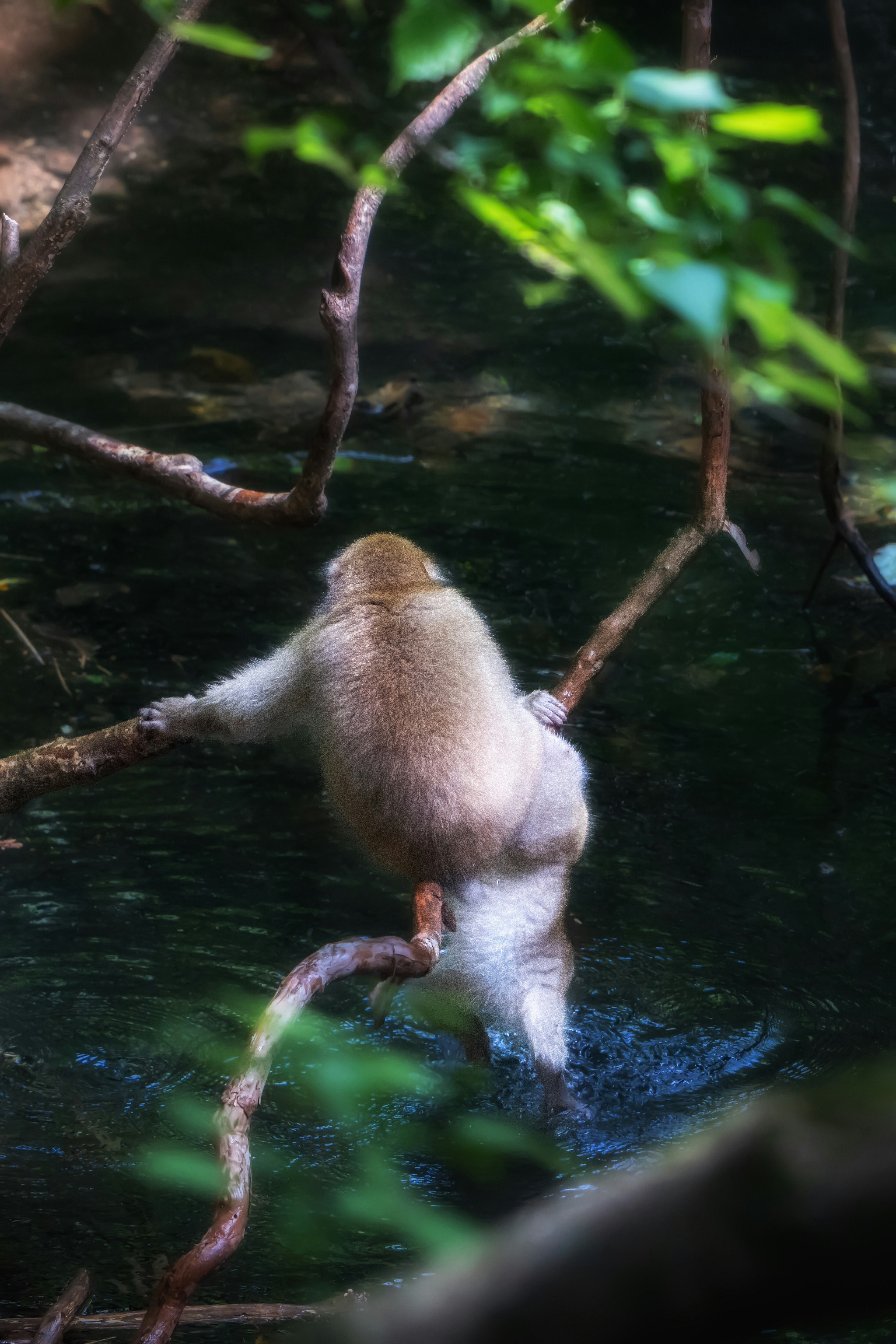 A monkey playing in a river, visible between branches near the water