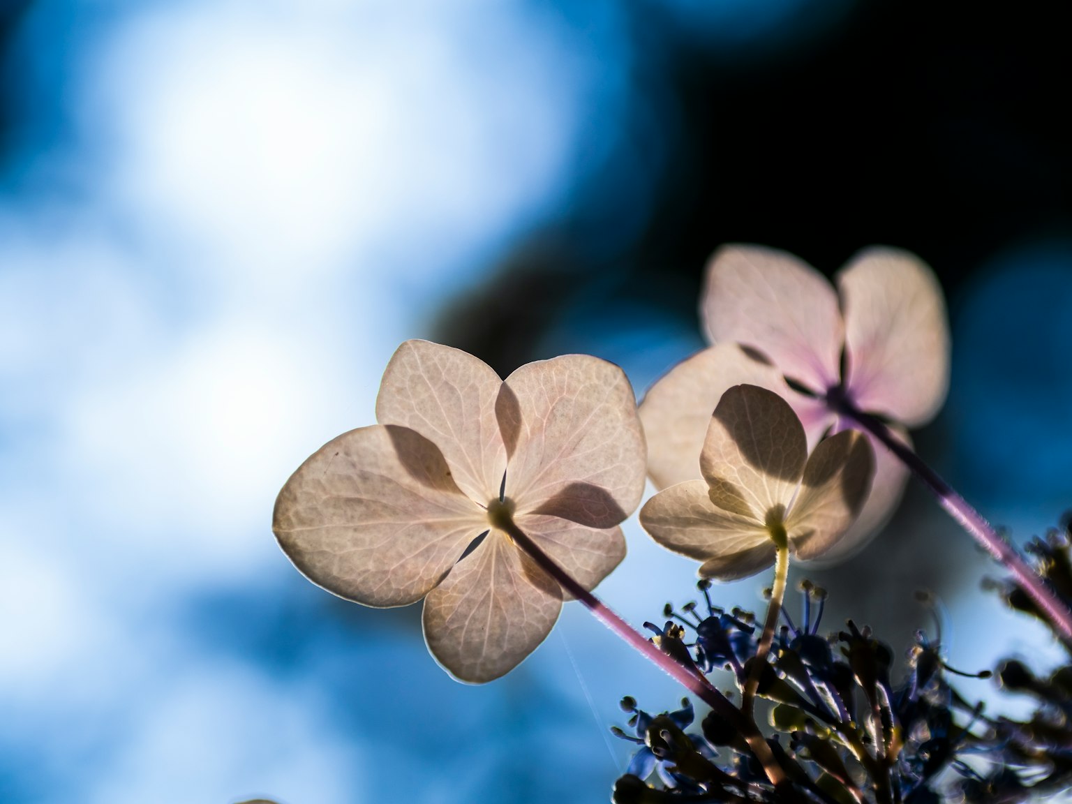 Primer plano de pétalos de flores blancas contra un fondo de cielo azul