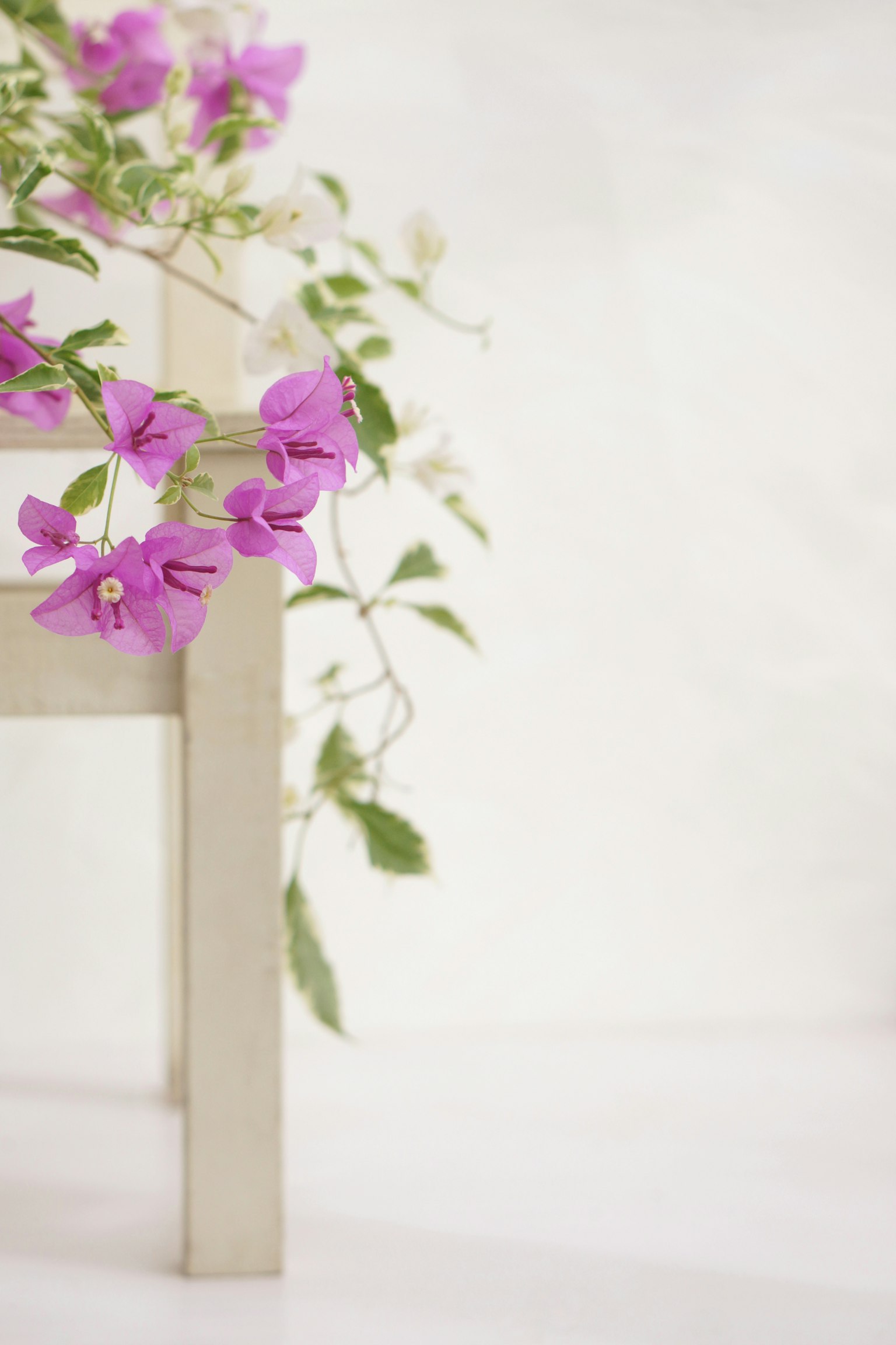 Chaise en bois ornée de fleurs violettes et de feuilles vertes sur fond blanc