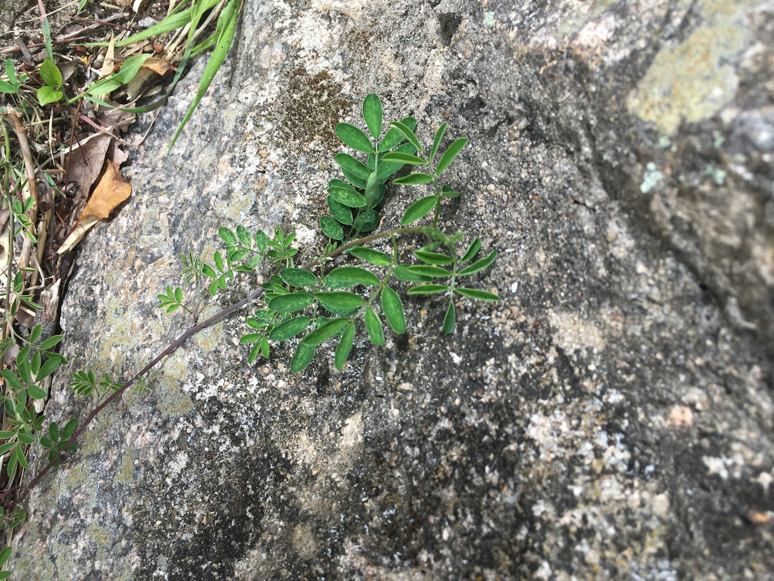 Plante à feuilles vertes poussant sur une roche