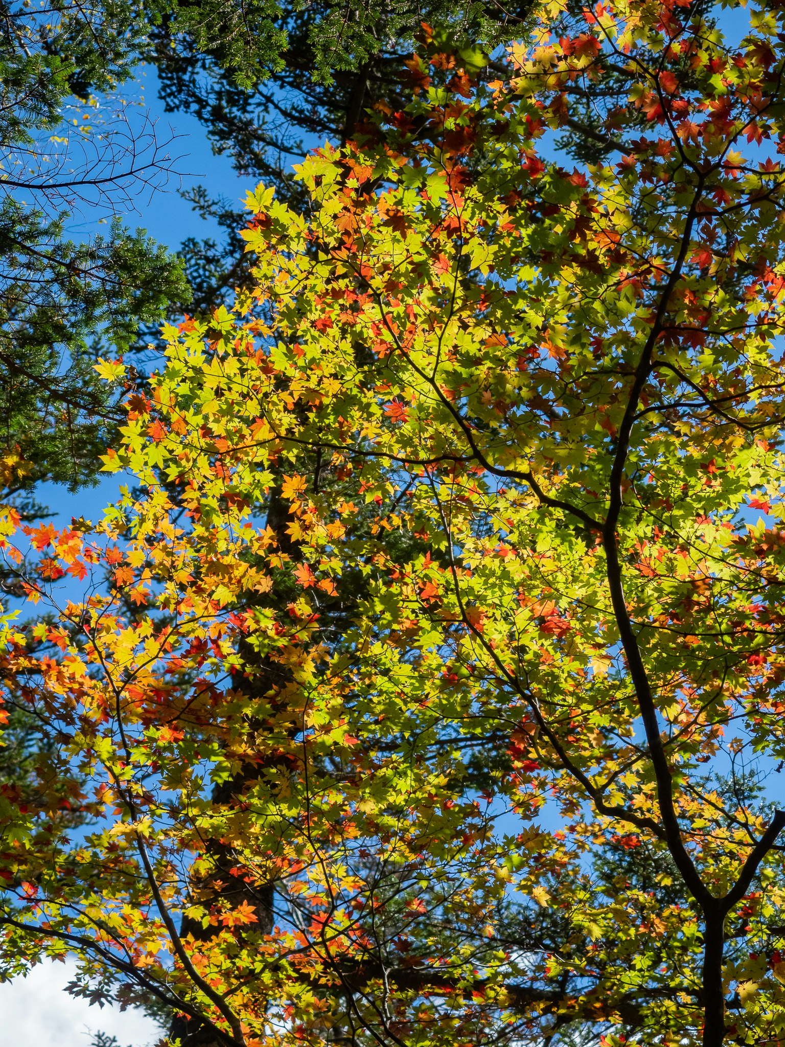 Feuilles d'automne colorées sous un ciel bleu clair